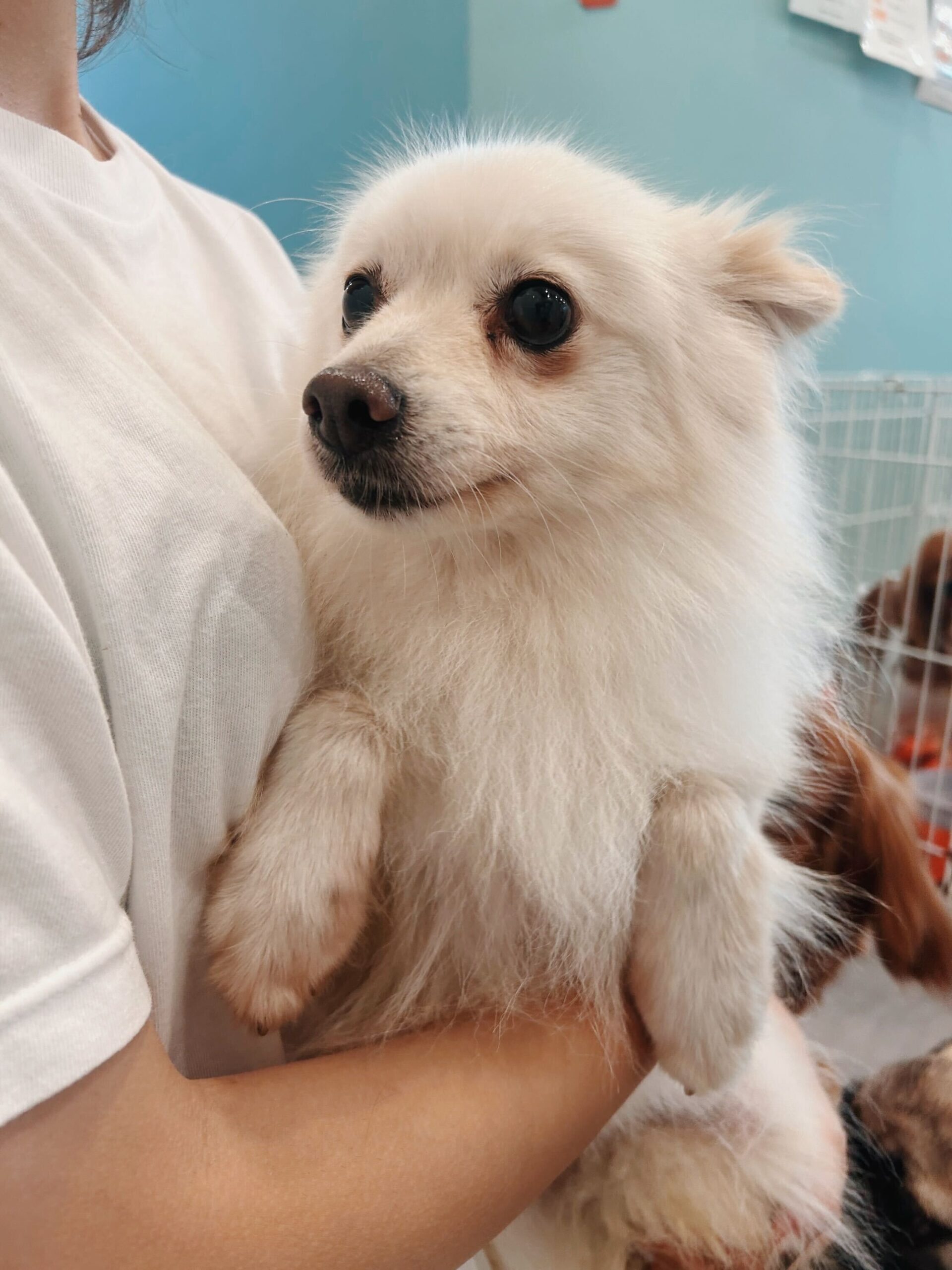 とらまめの画像1