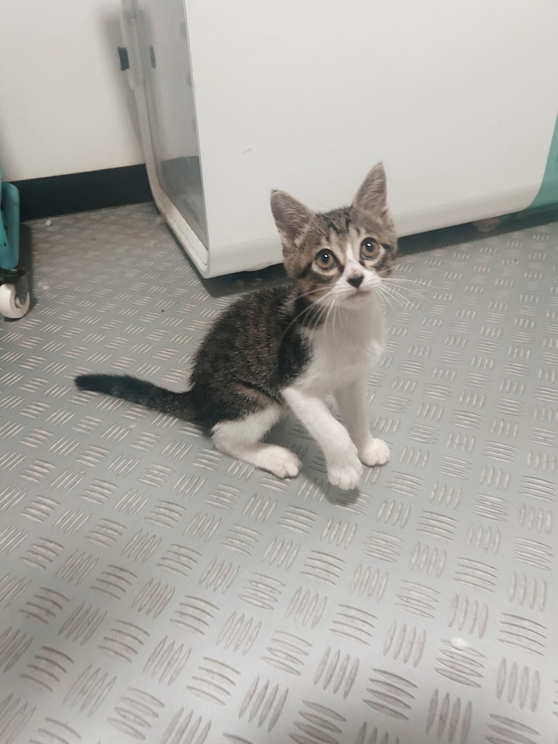 フォカッチの画像2