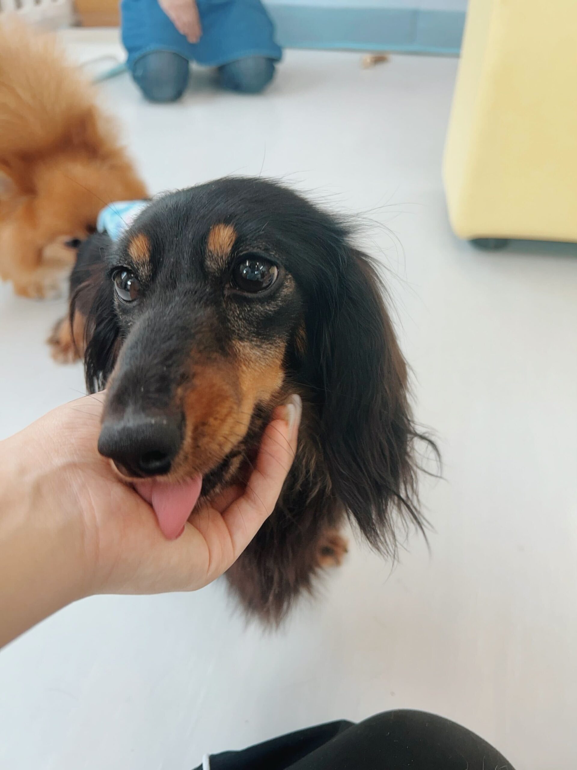 アヴィドの画像3