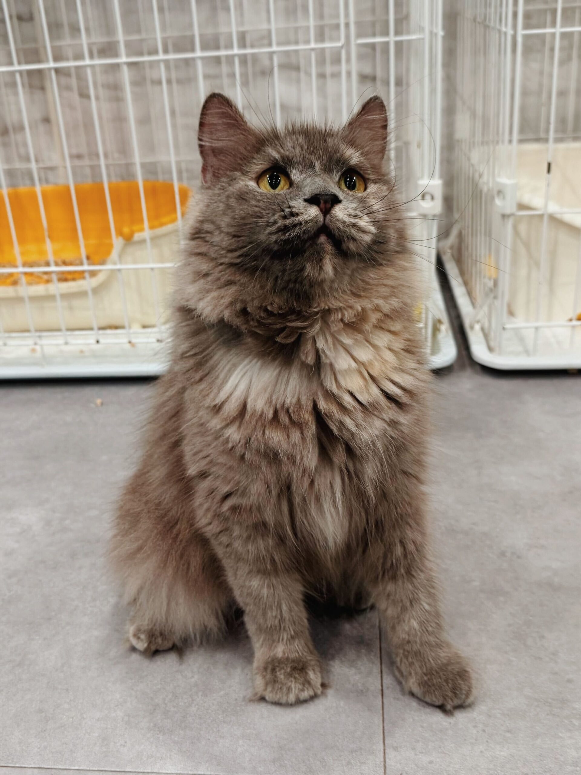 レックスの画像1