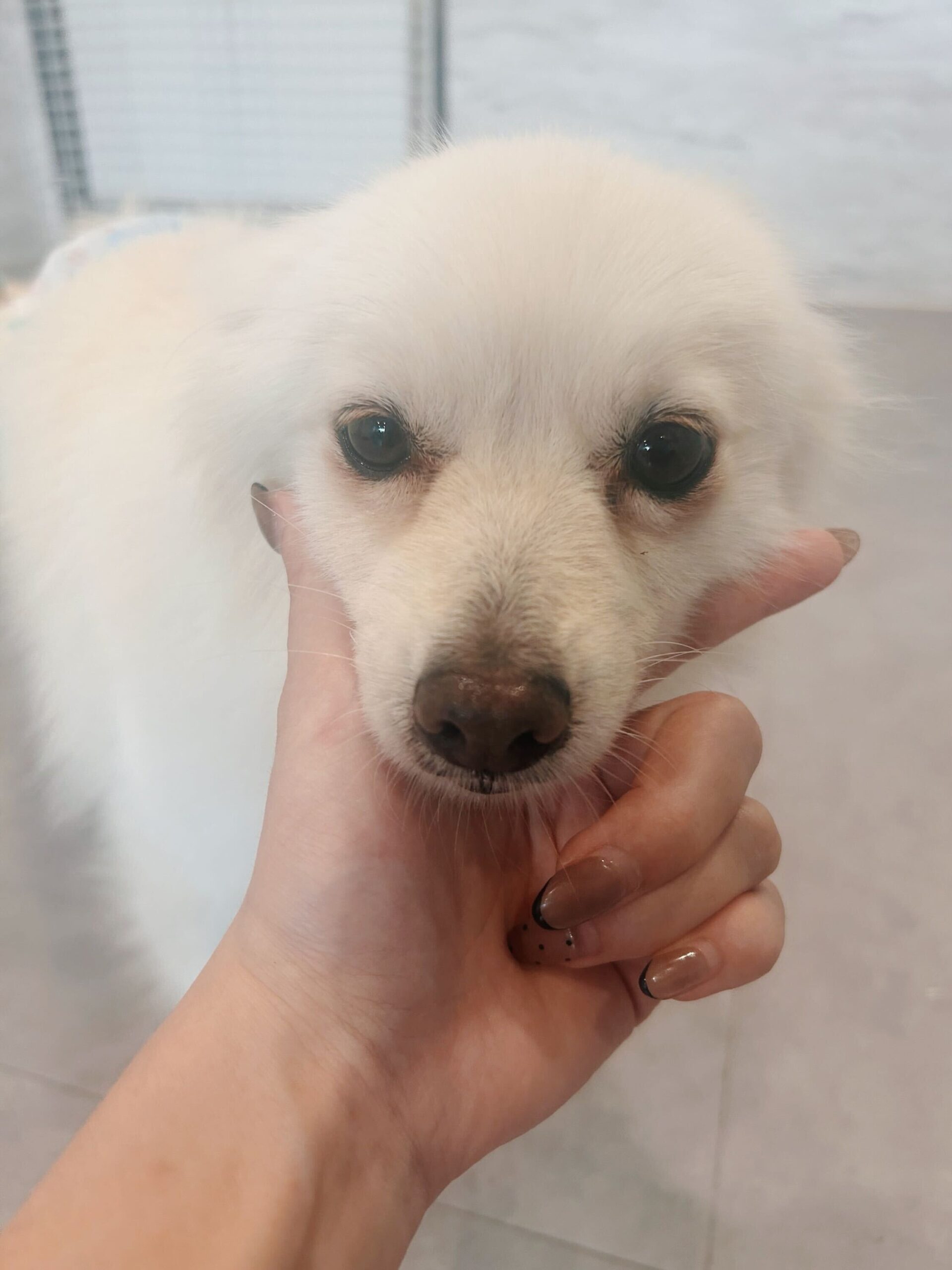 とらまめの画像2