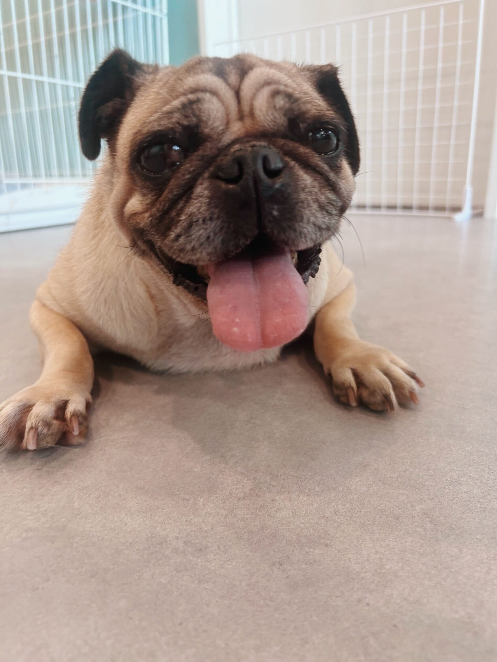 タイニーの画像2