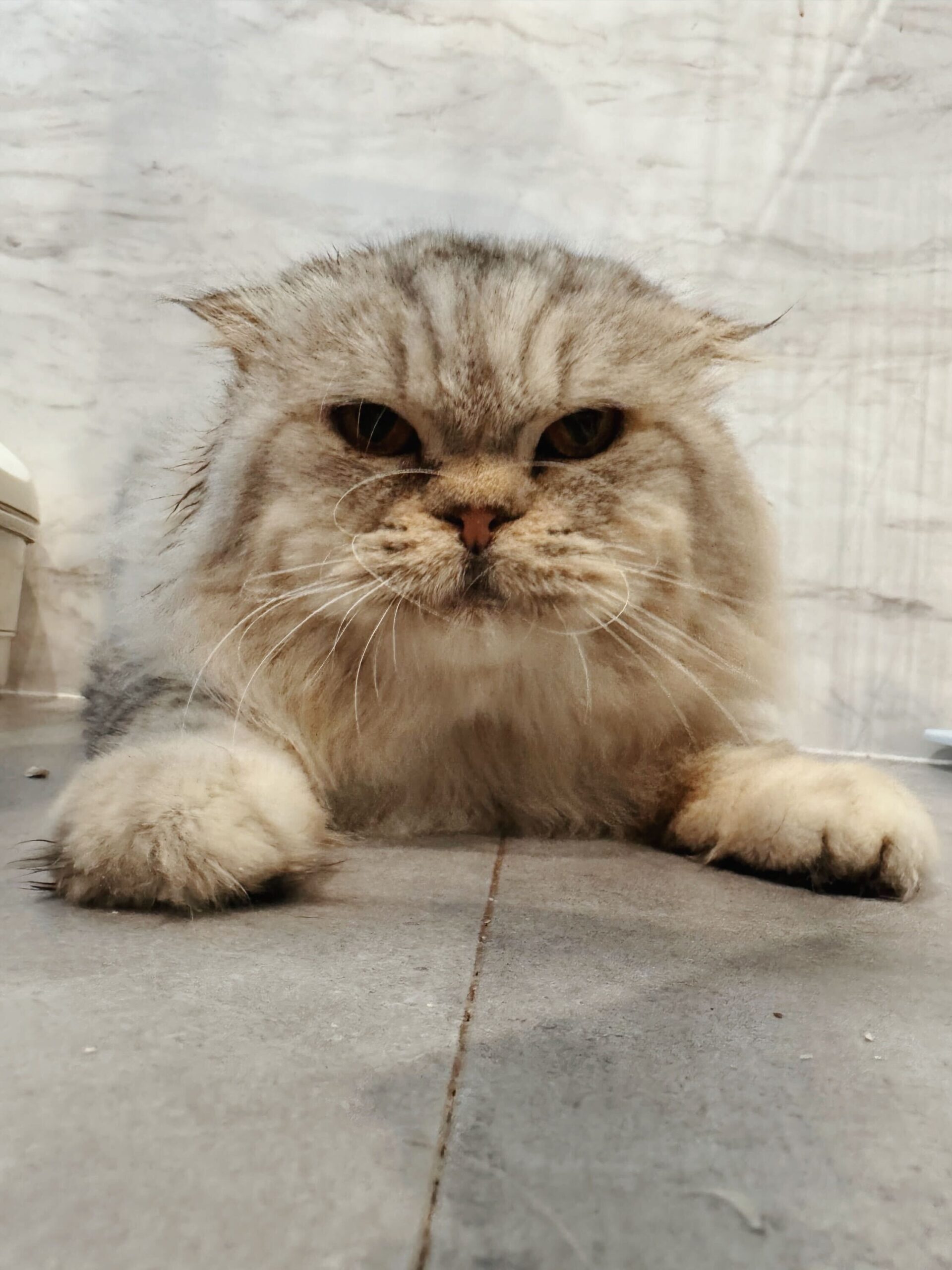 チャックルズの画像3