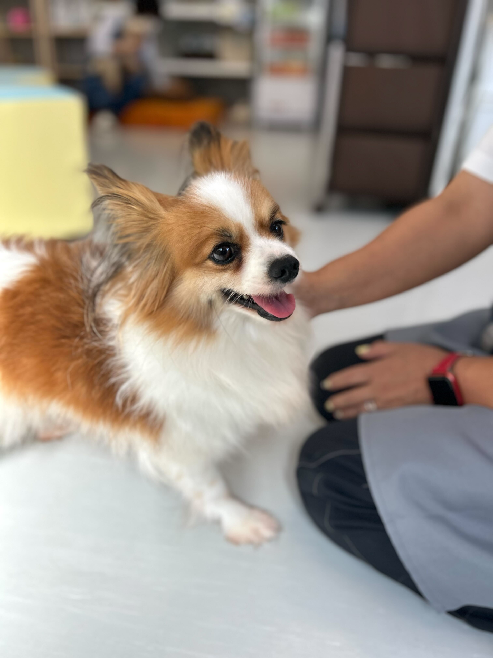 ジョイクロの画像4