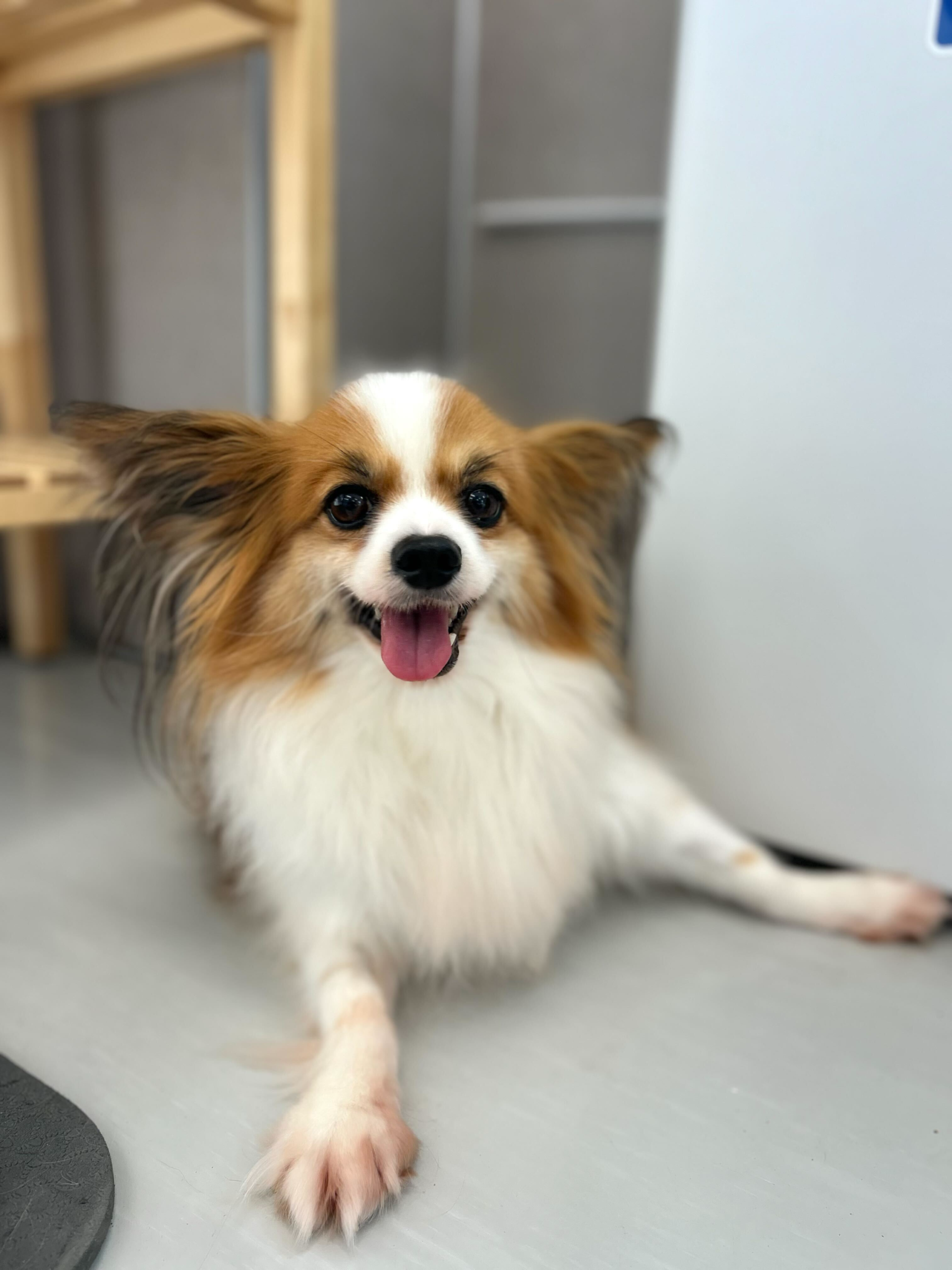 ジョイクロの画像2