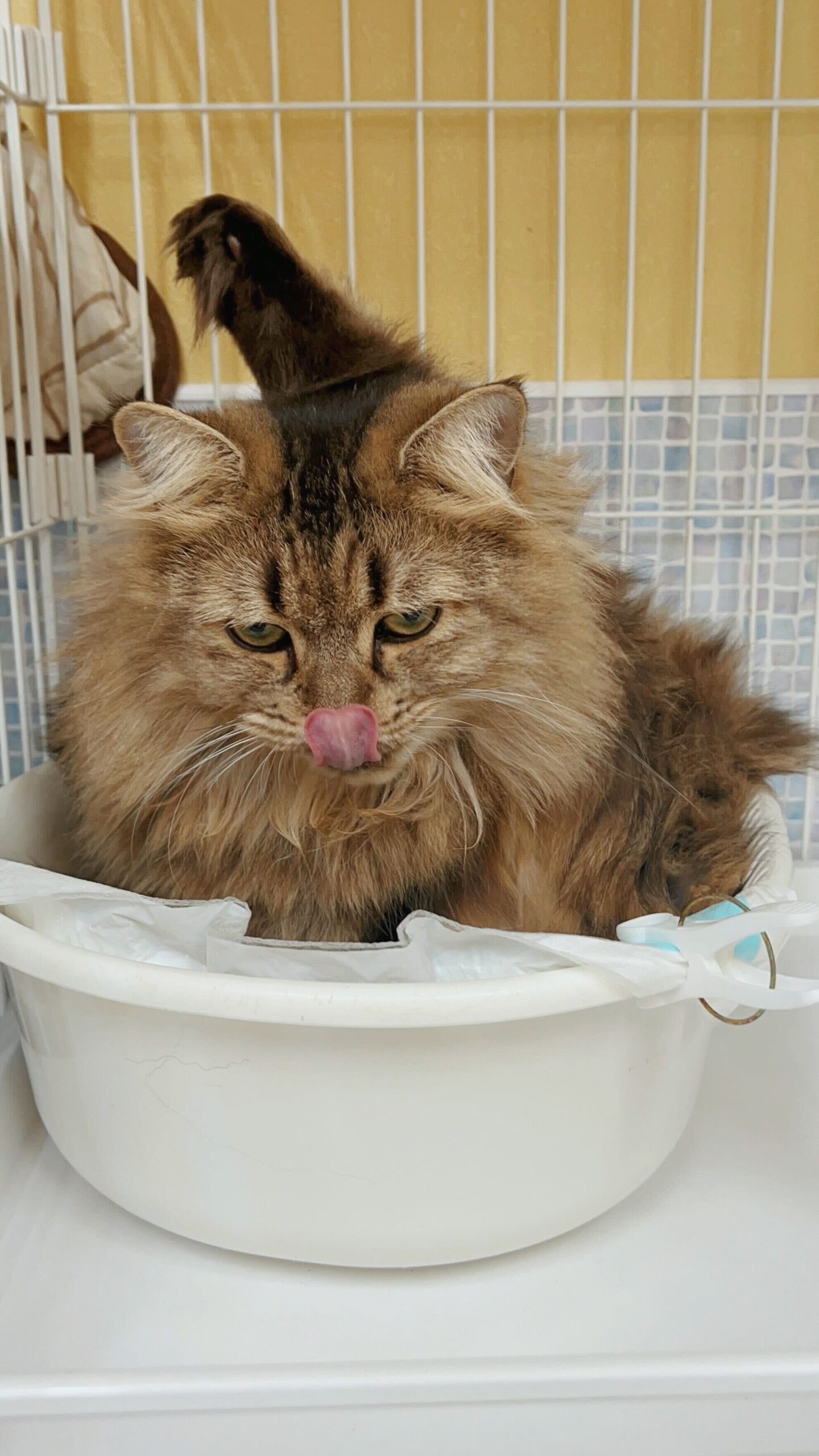 モーティスの画像2