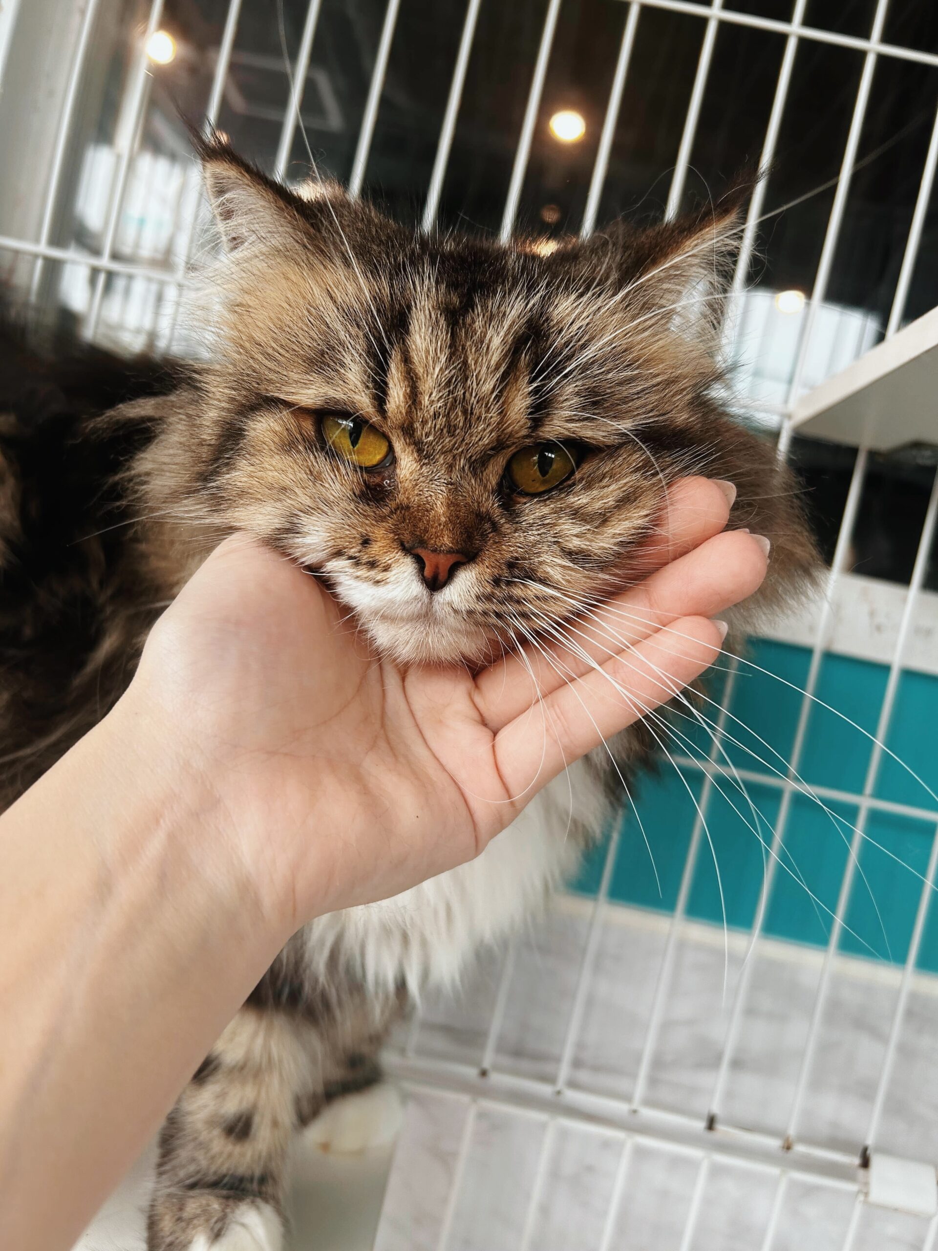 ファシオの画像2