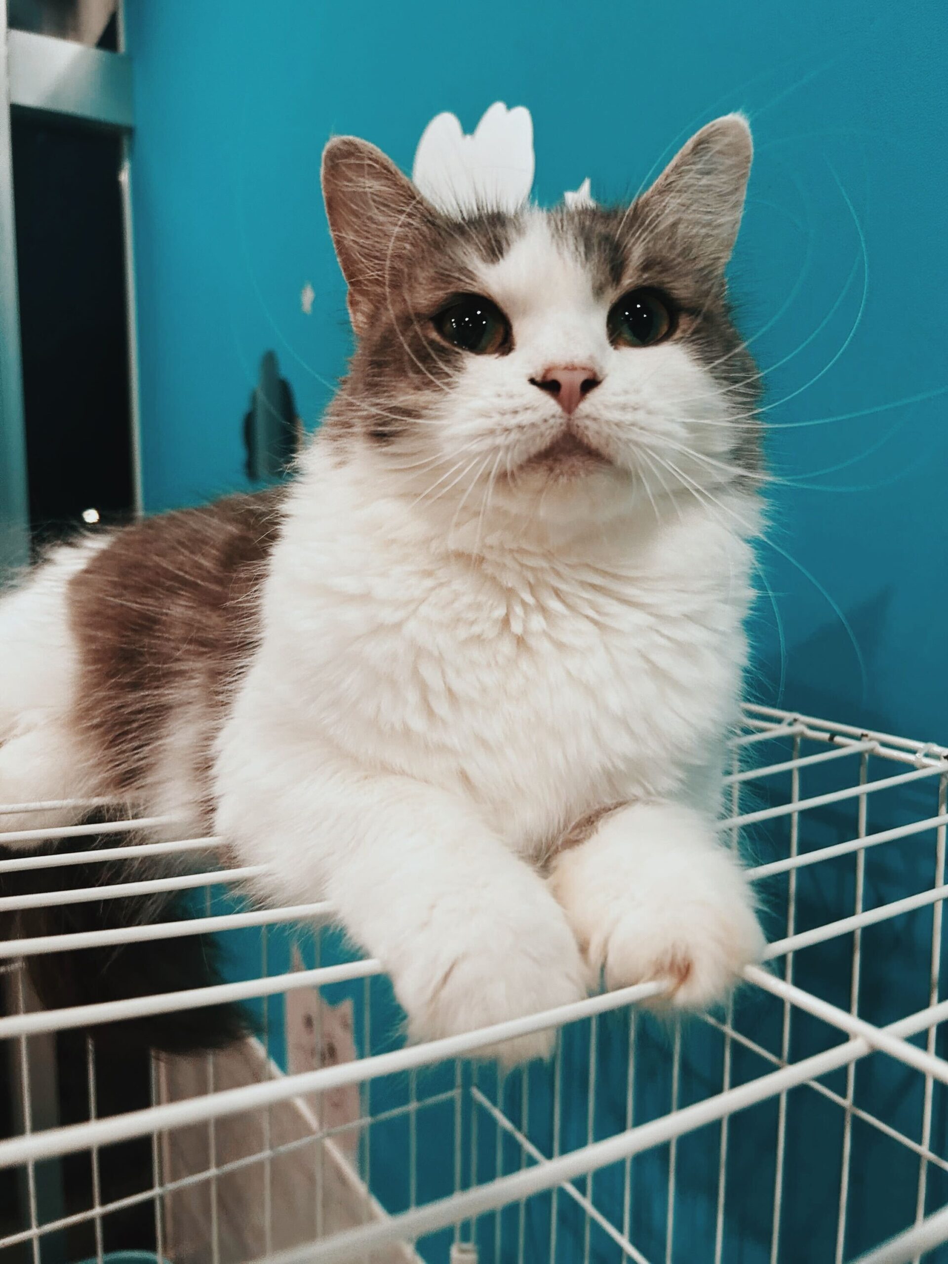 キャンメイクの画像1