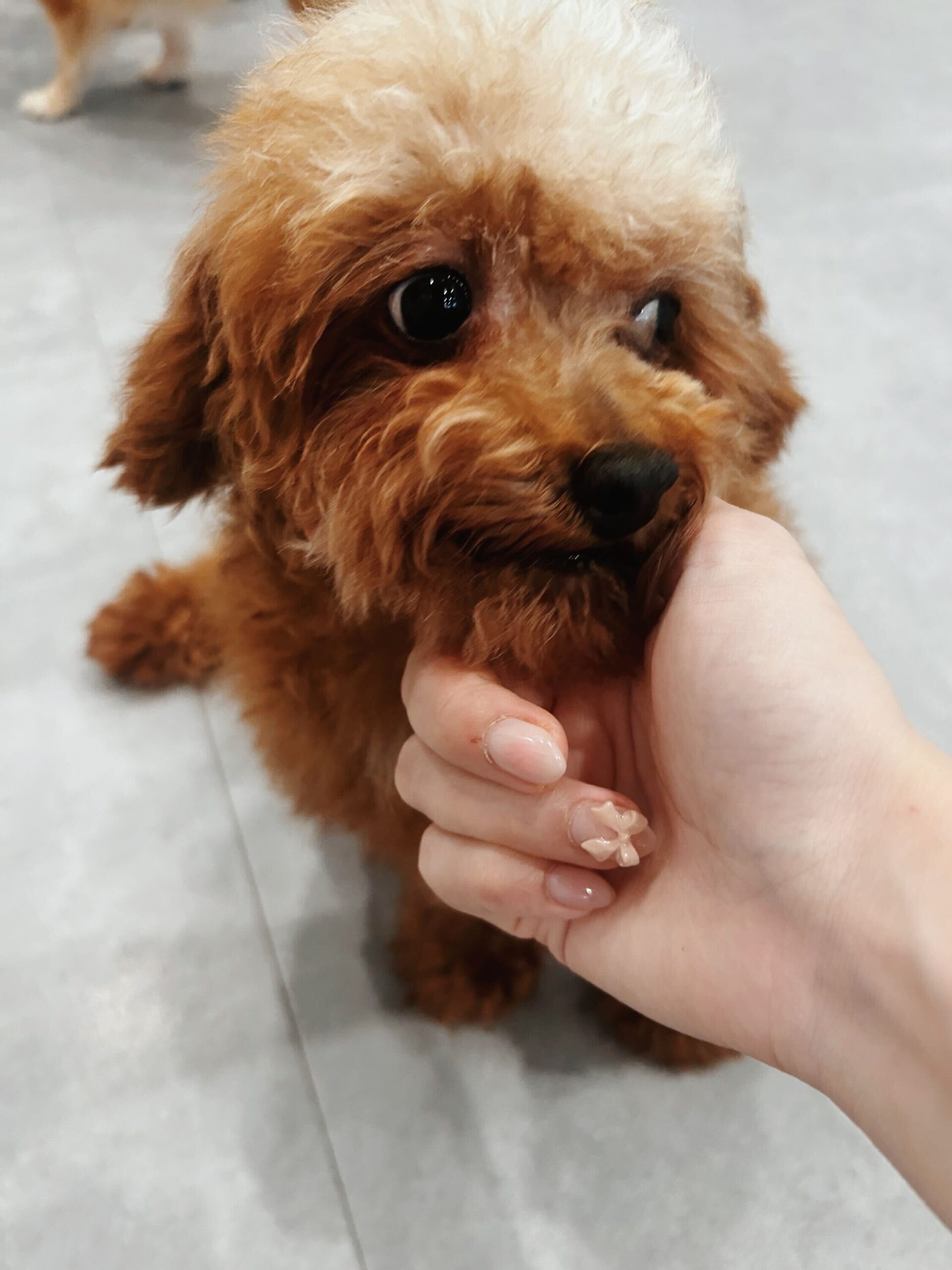 プリッツの画像2