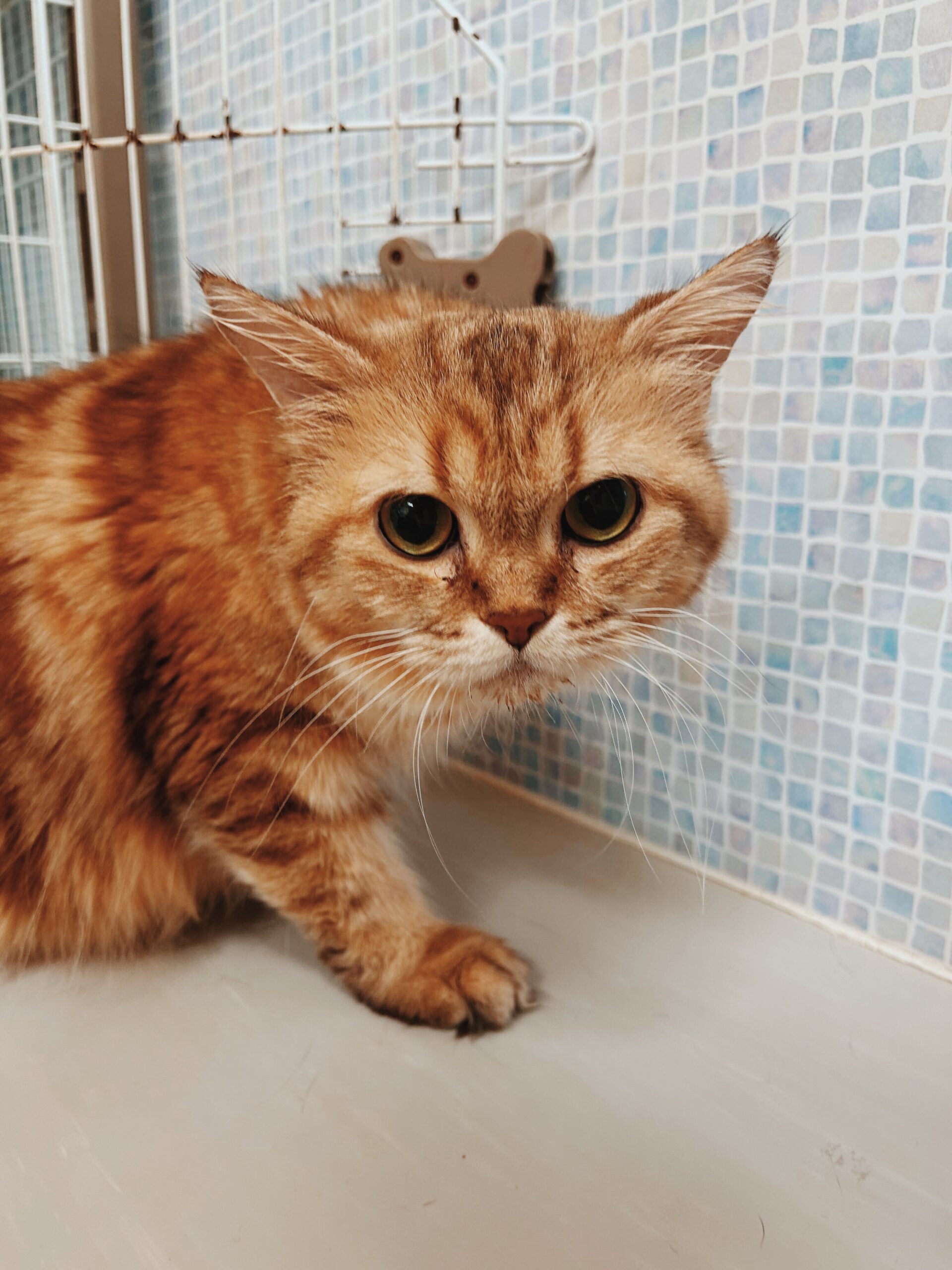 デジャヴュの画像3