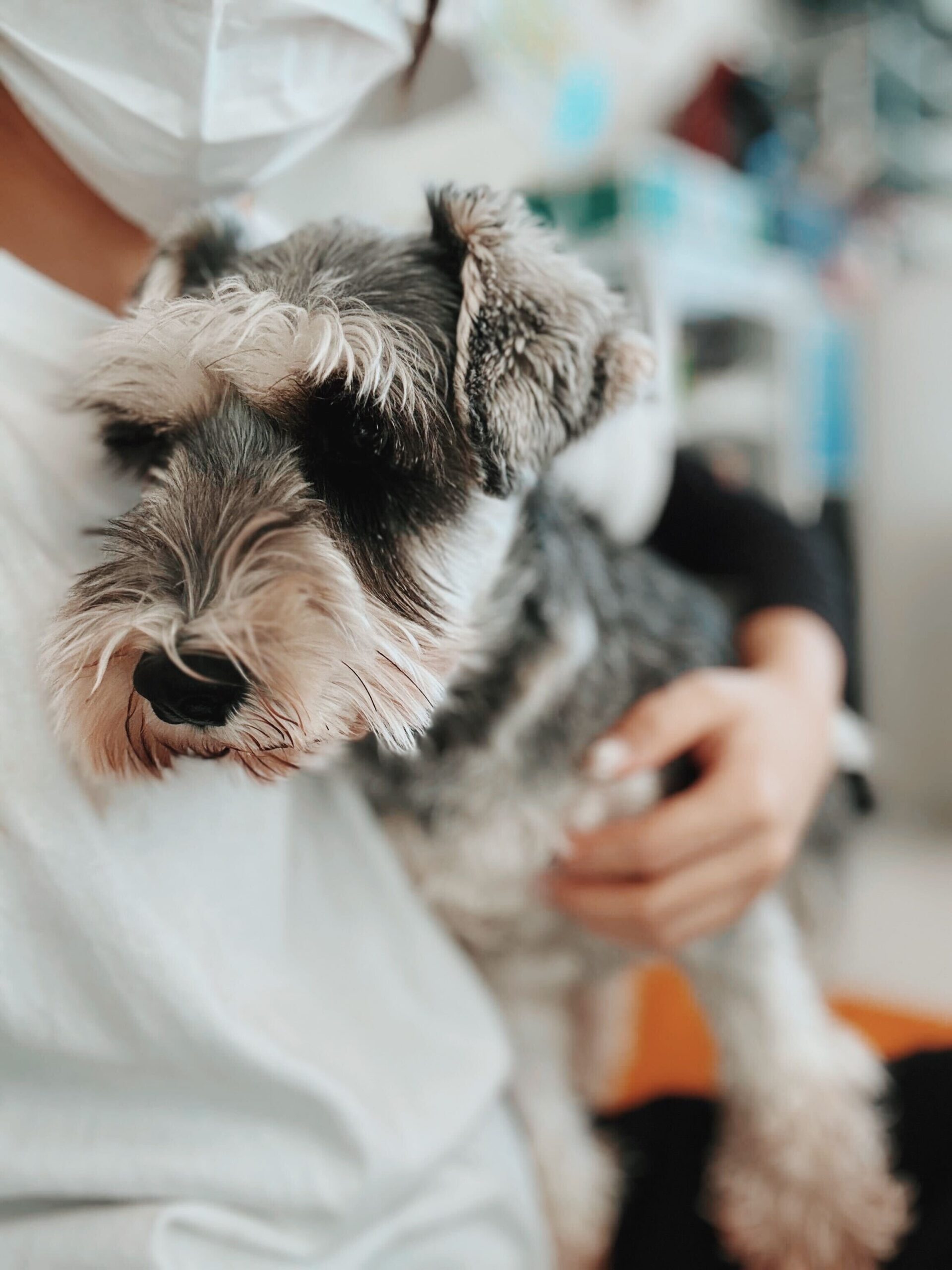 コボちゃんの画像1