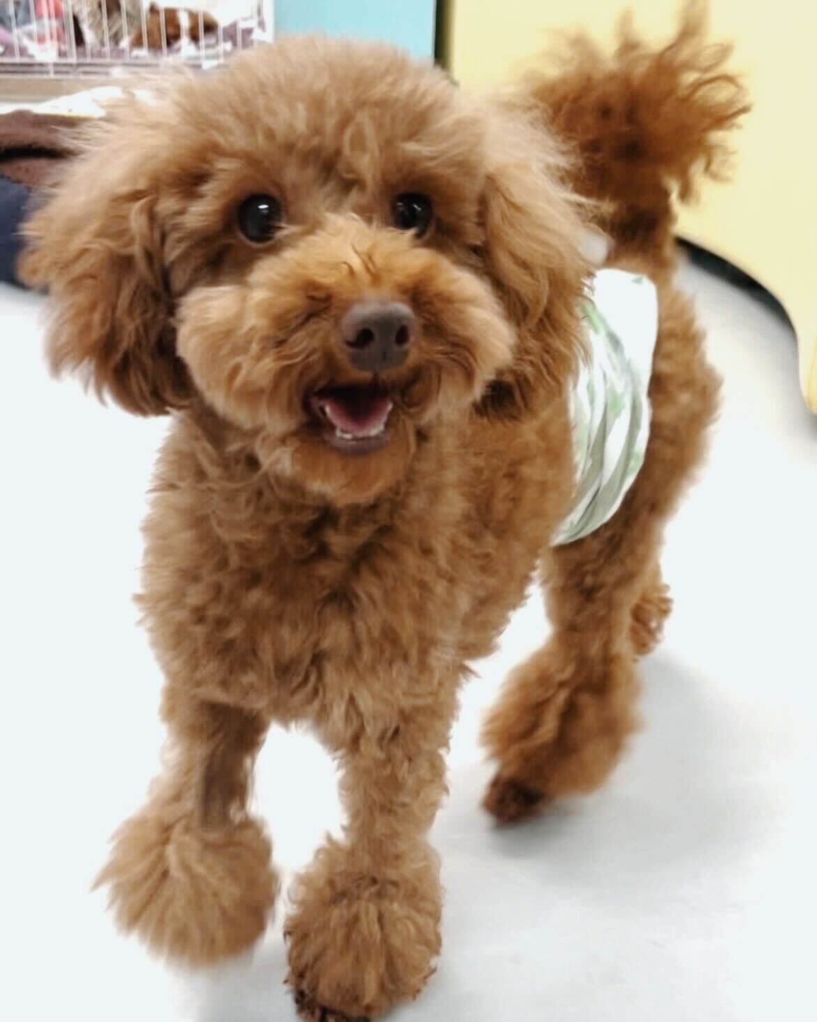 カーリーの画像2