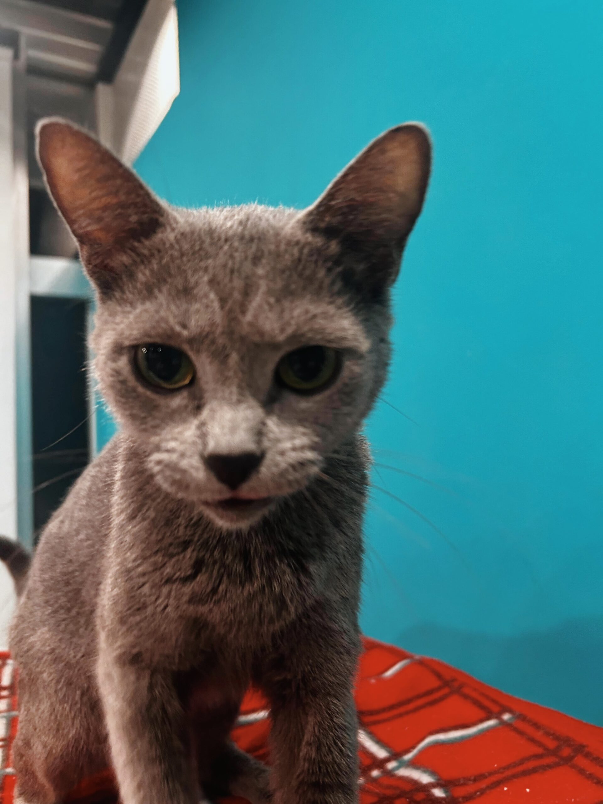 アンブルーの画像3