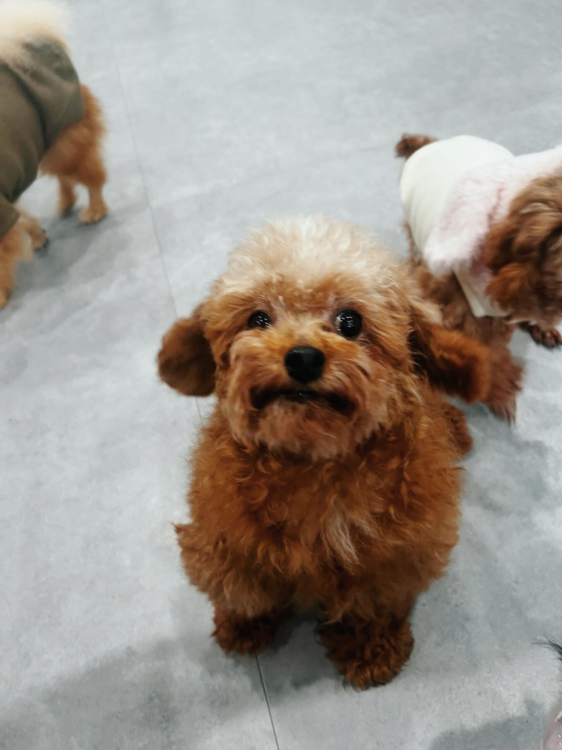 プリッツの画像1