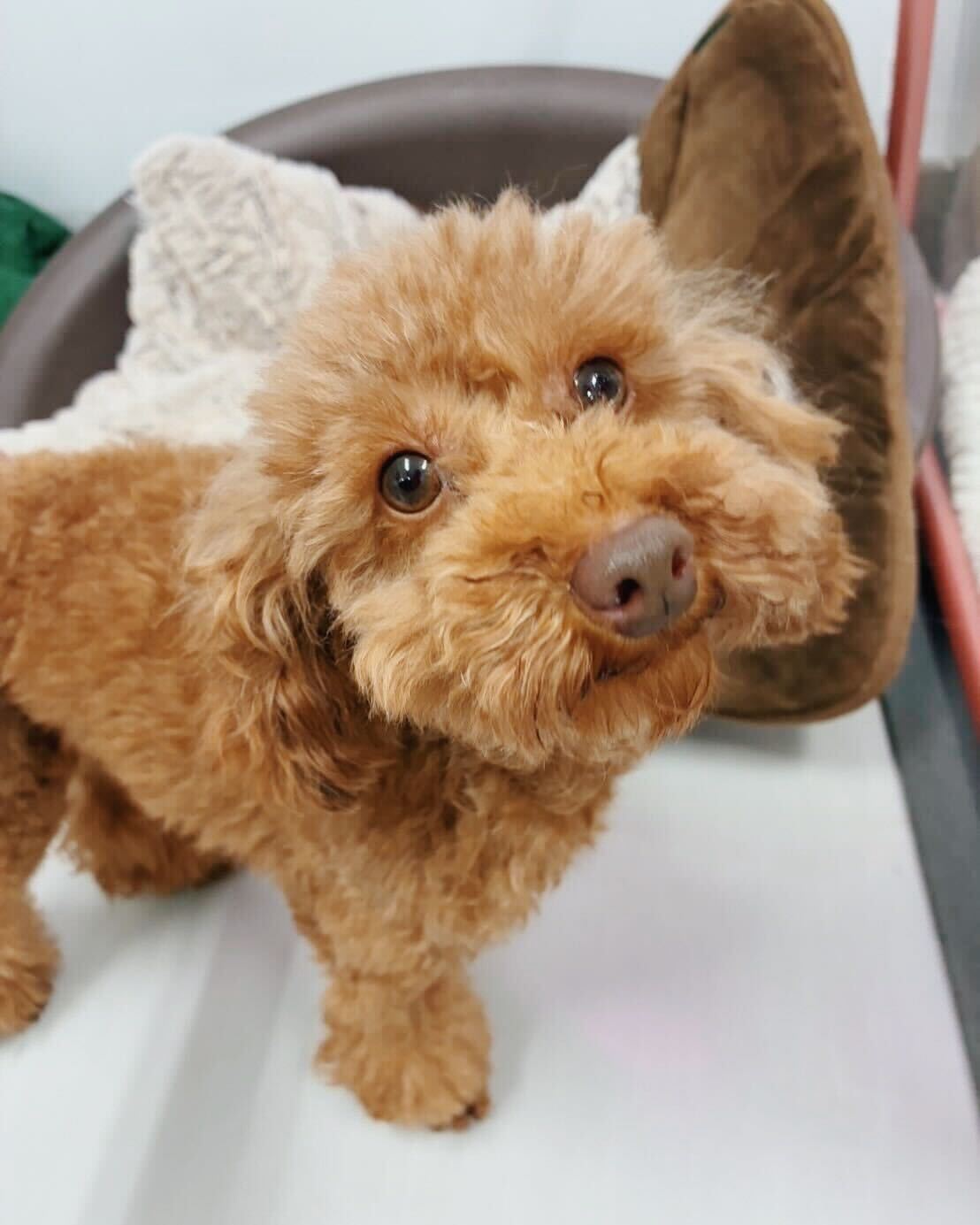 カーリーの画像1