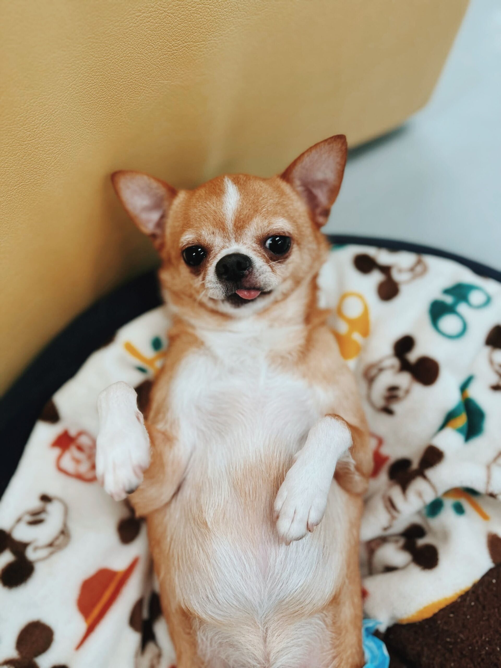 チョレギの画像3