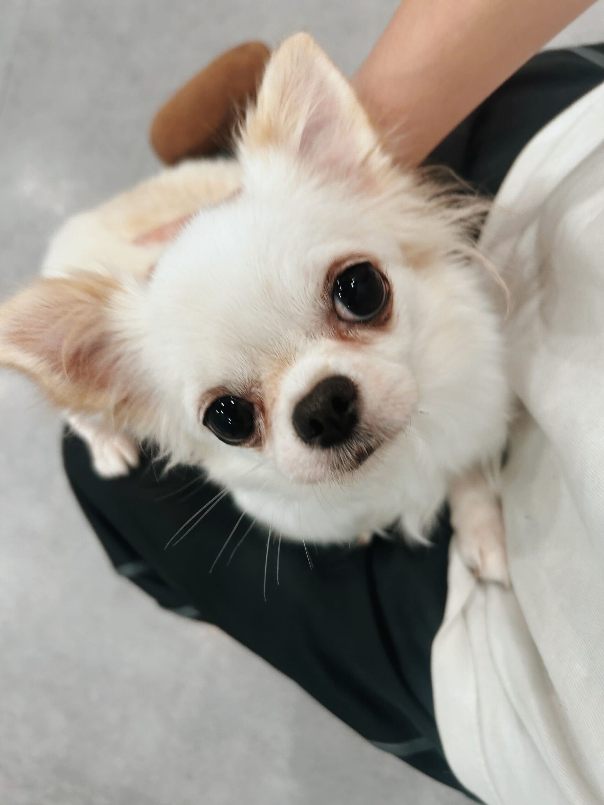 トライネンの画像1