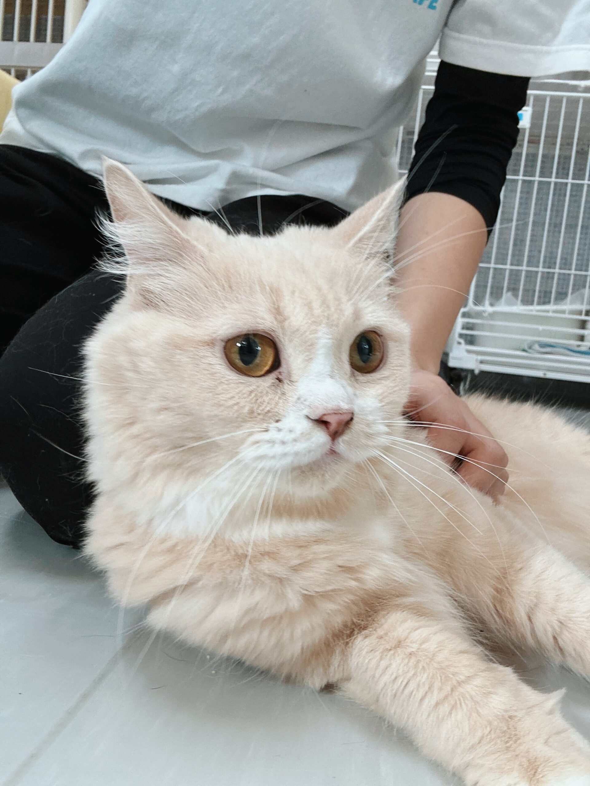 バーリーの画像1