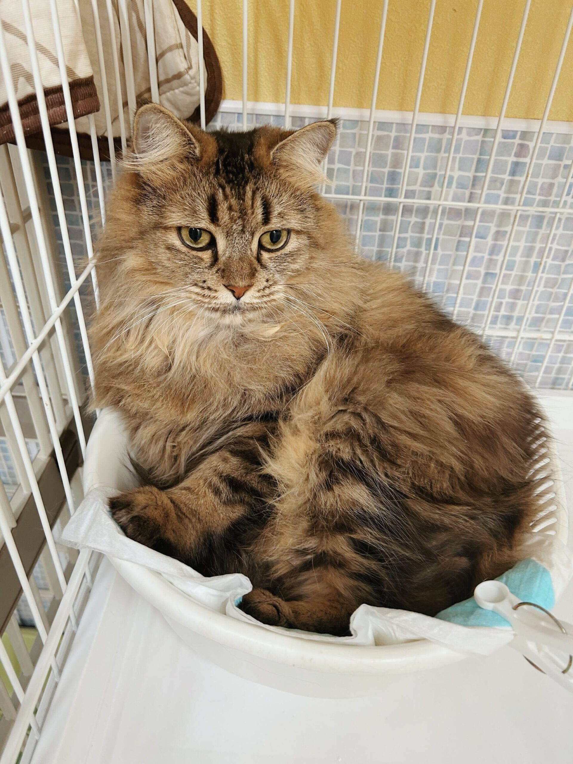 モーティスの画像3