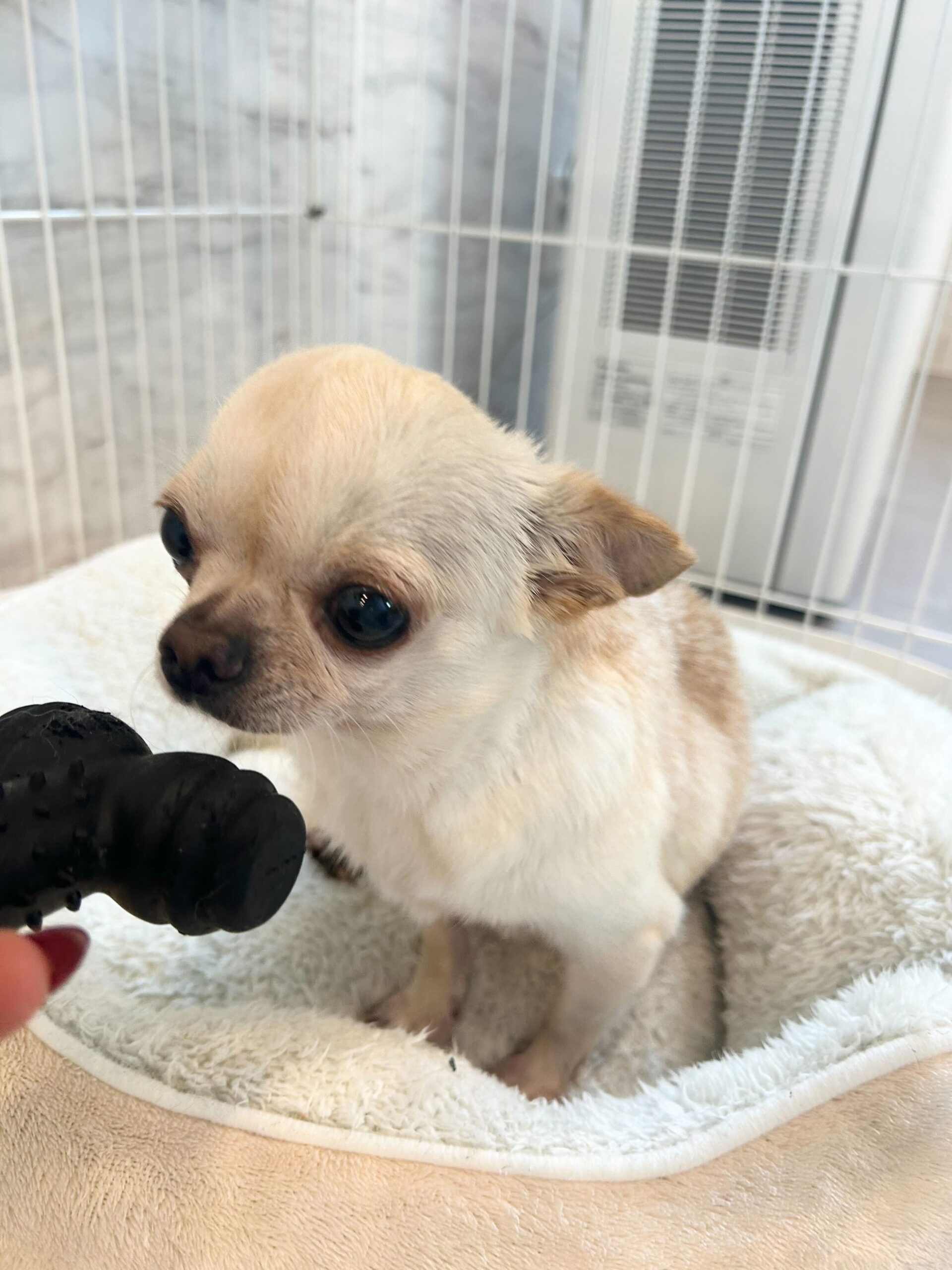 クーヘンの画像2