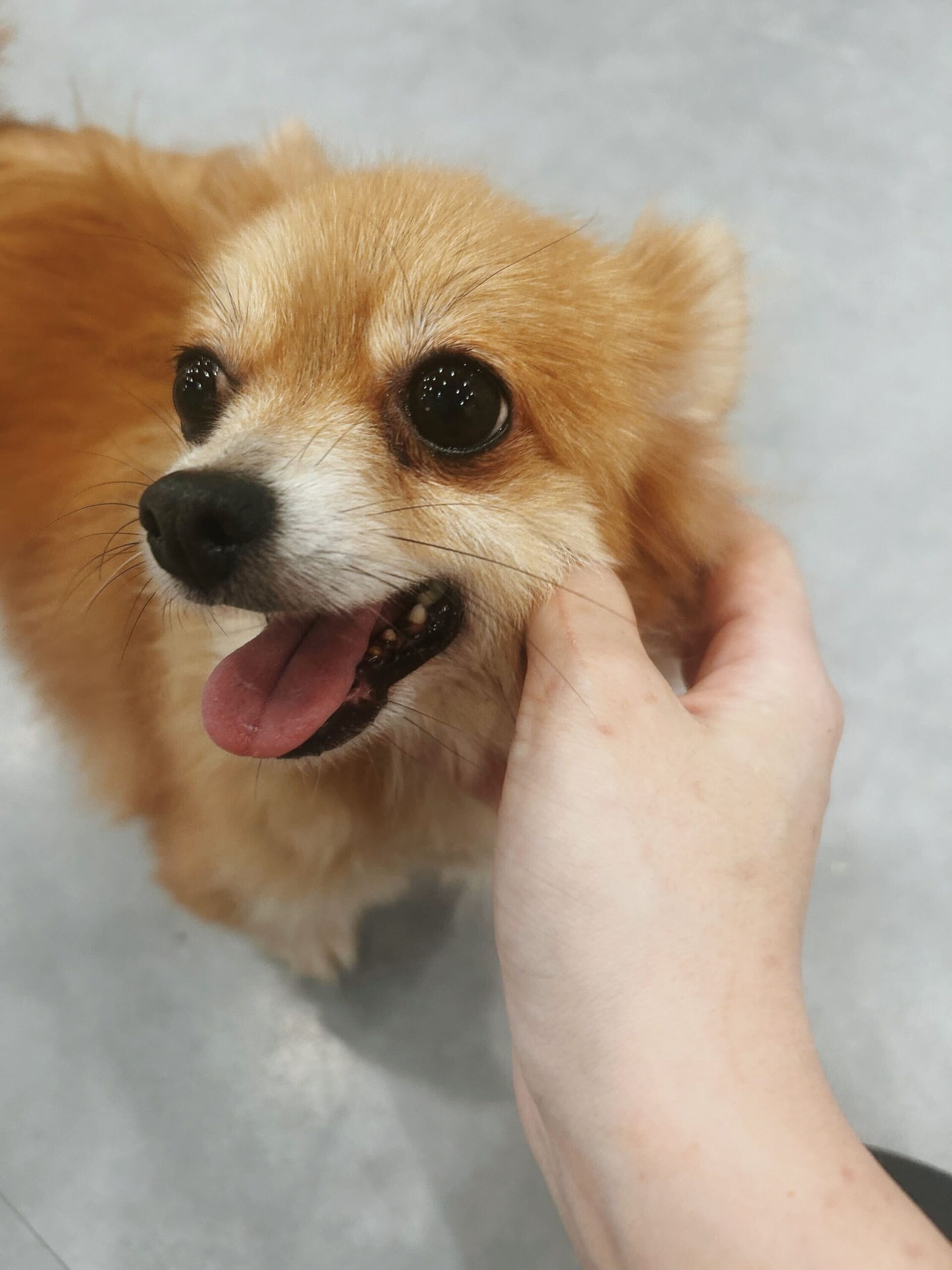 すっぱムーチョの画像1