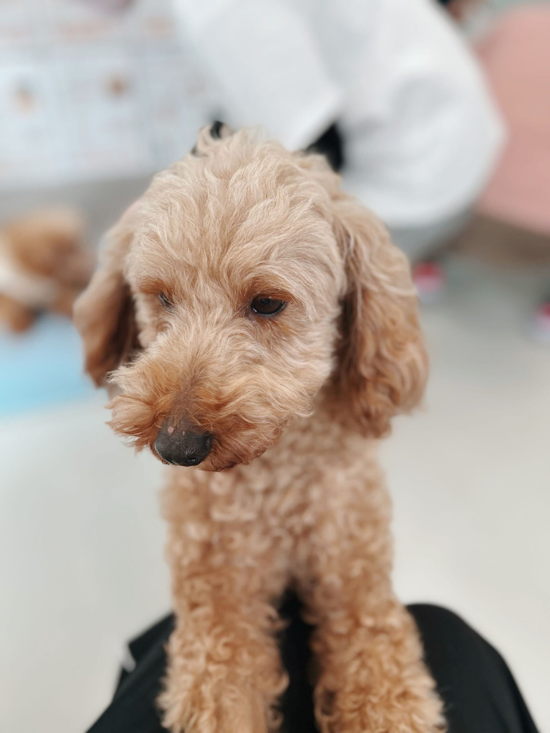 オットーの画像3