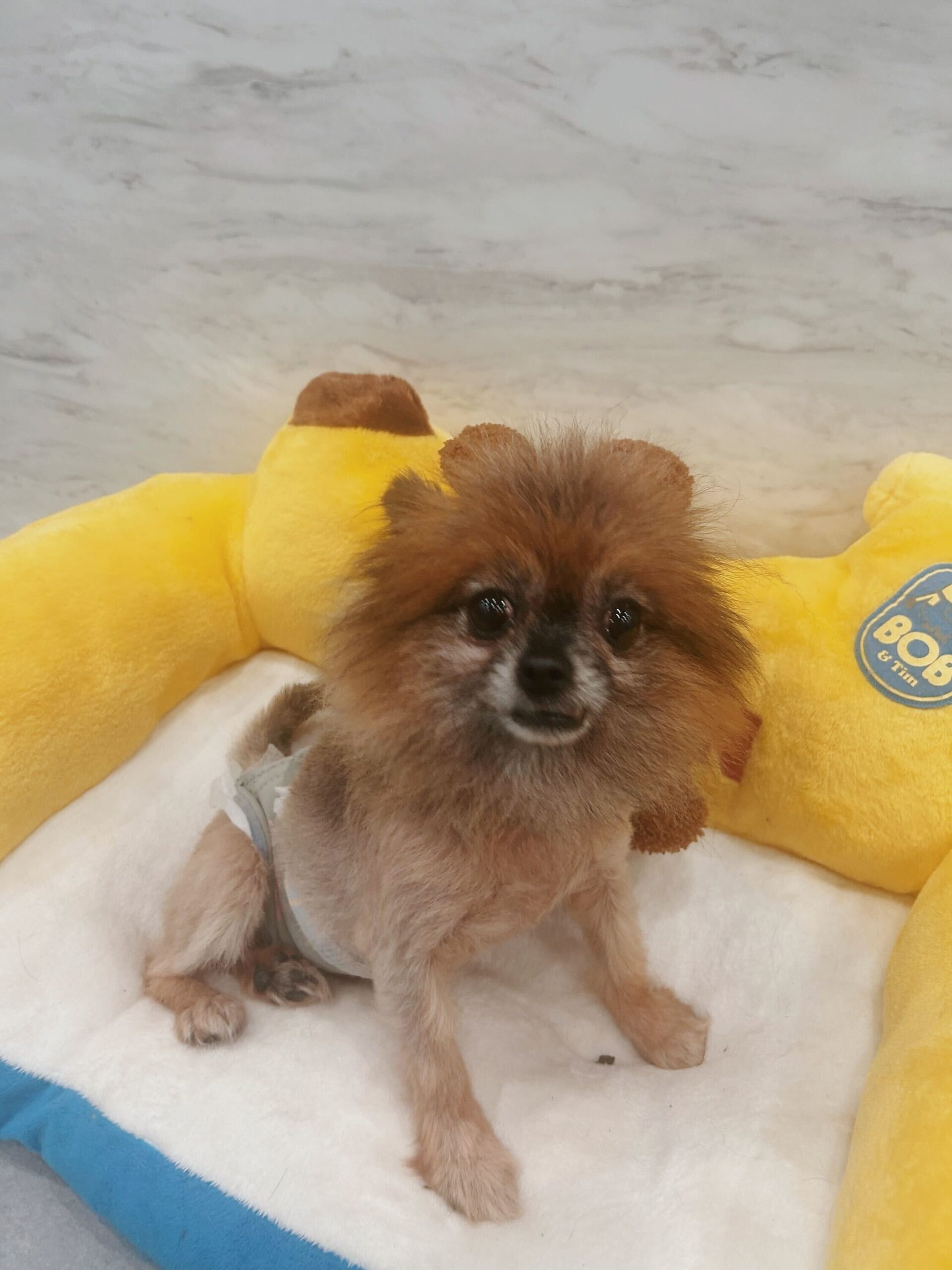 イェイツの画像1