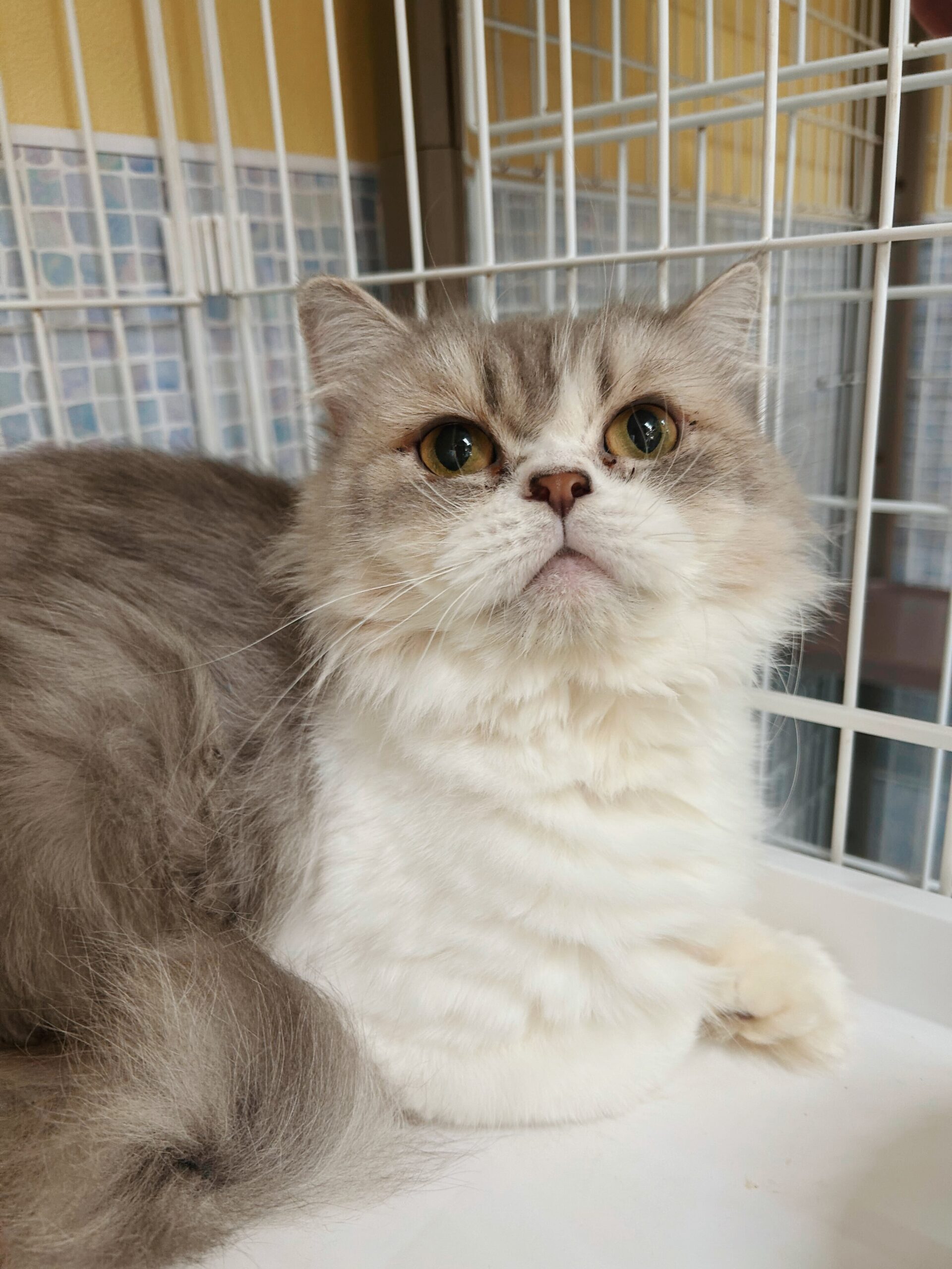 エチュードの画像3