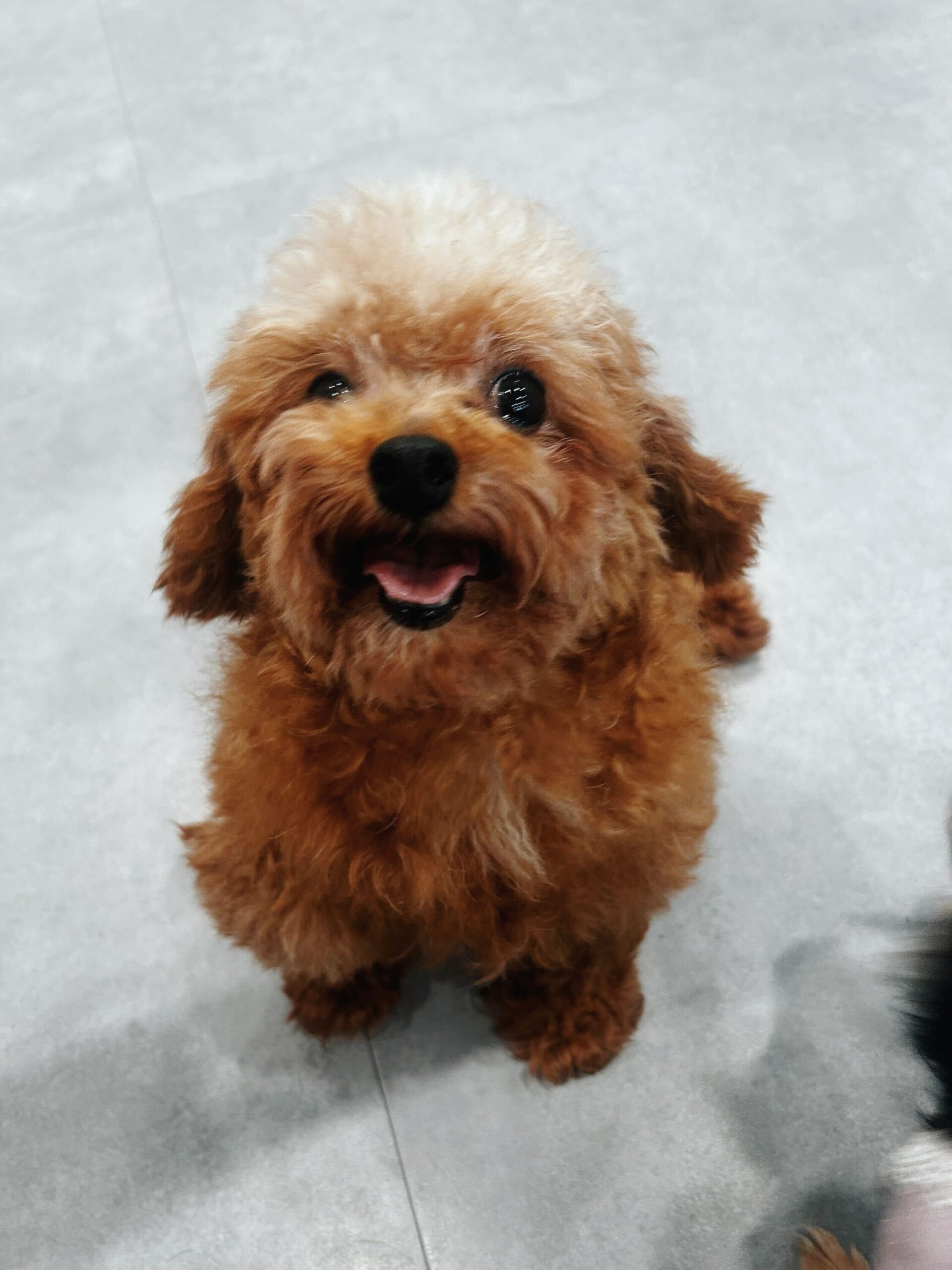 プリッツの画像3