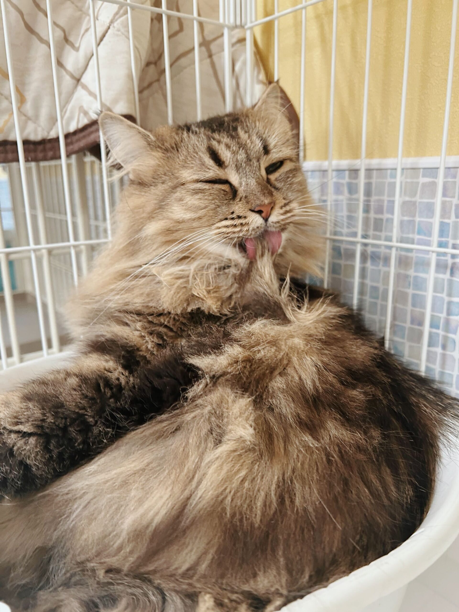 モーティスの画像1