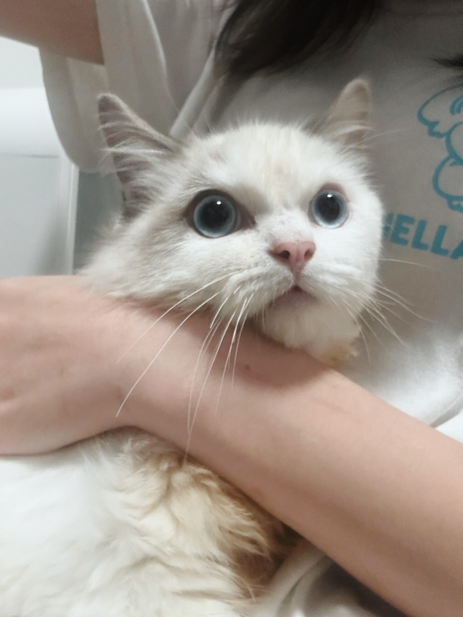 グランディの画像3