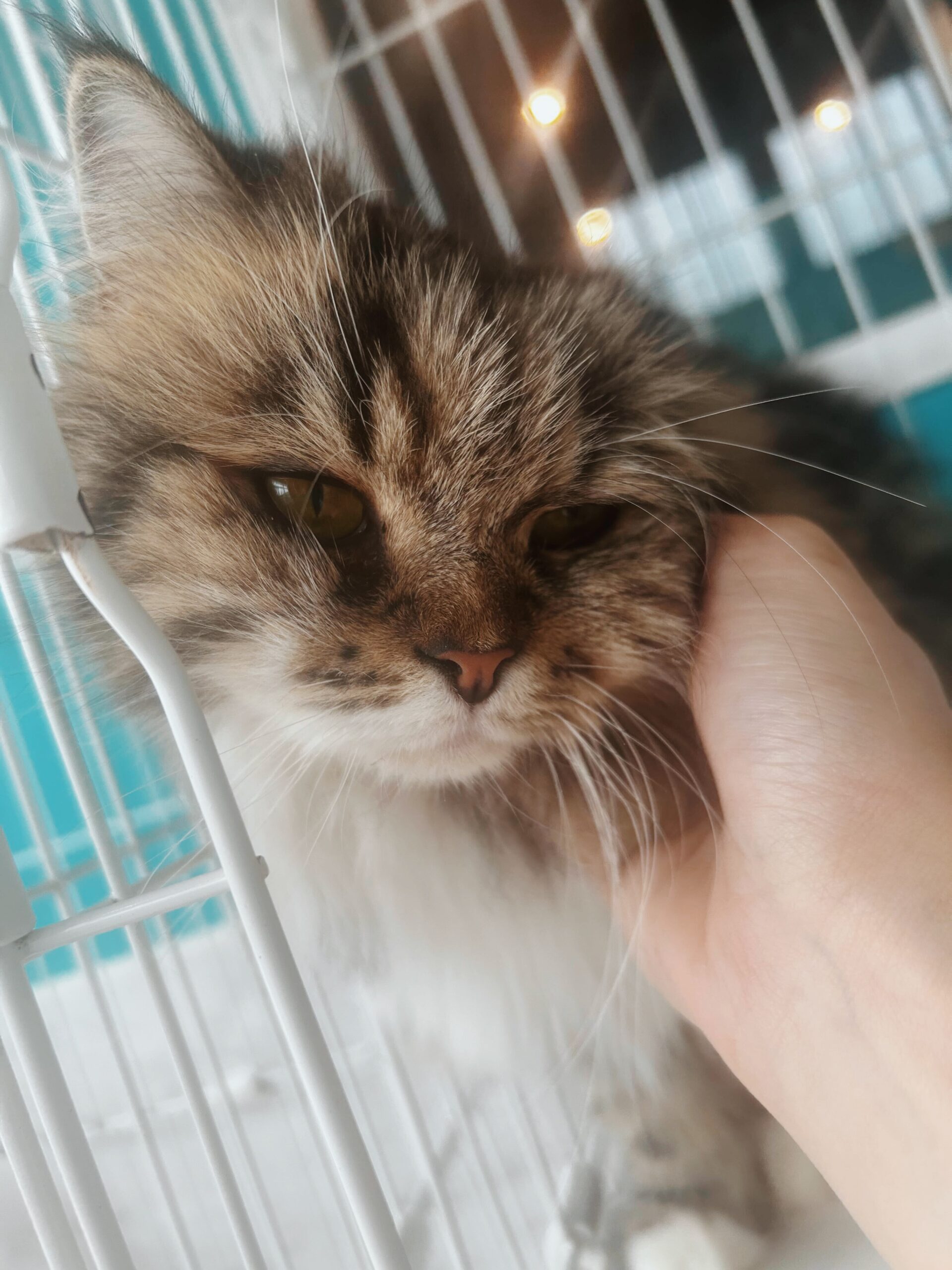 ファシオの画像1