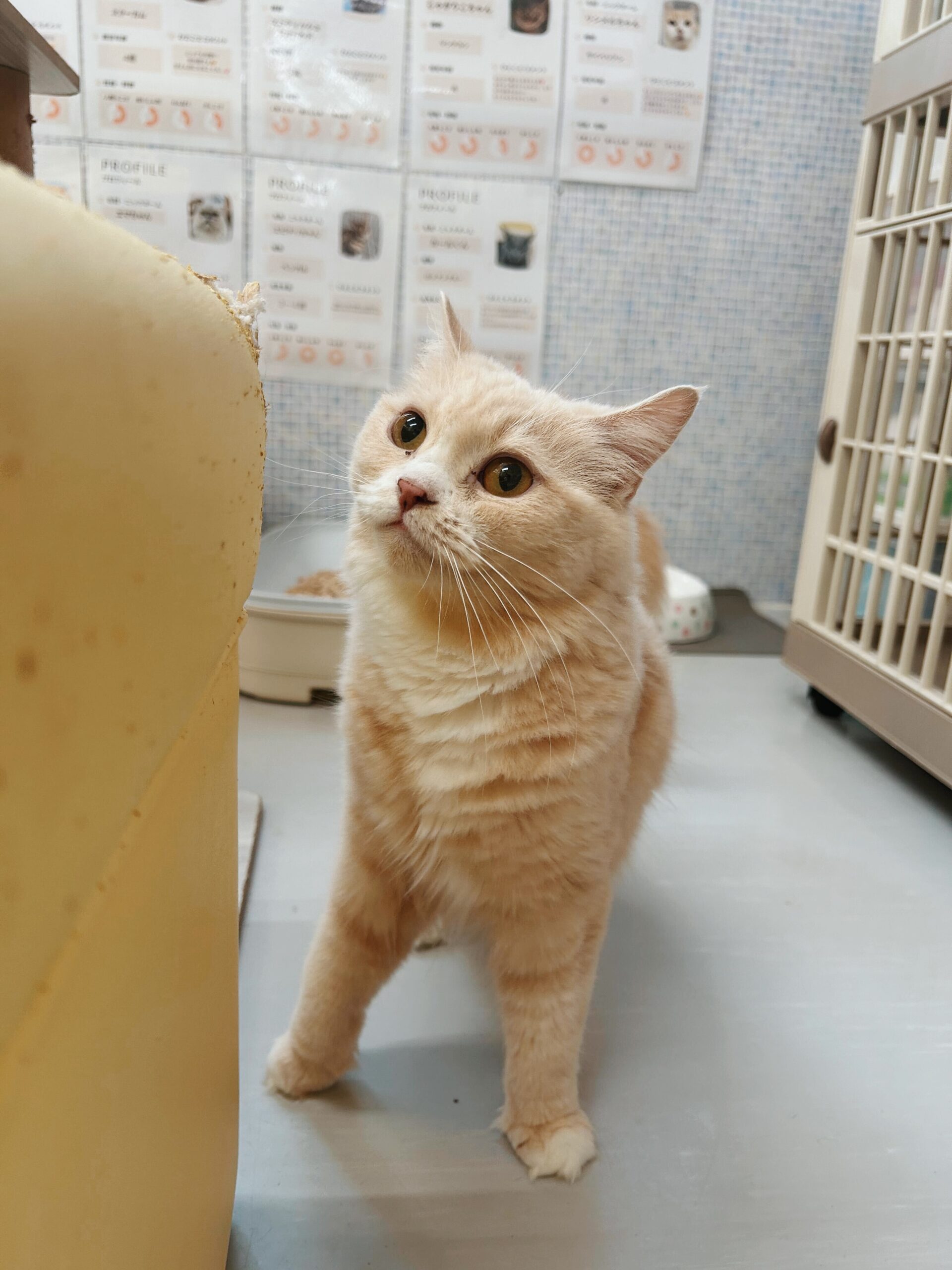 バーリーの画像2