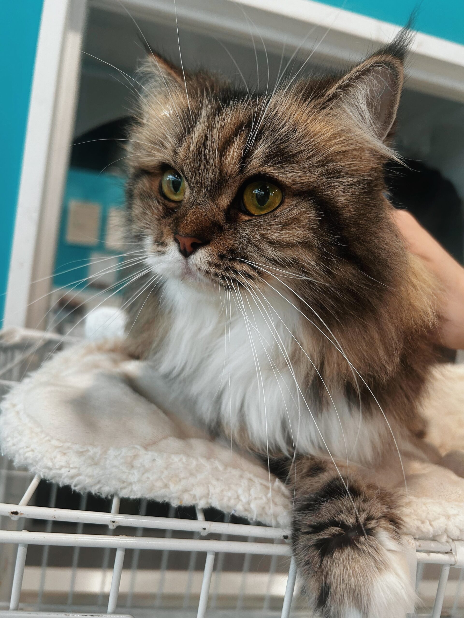 ファシオの画像3