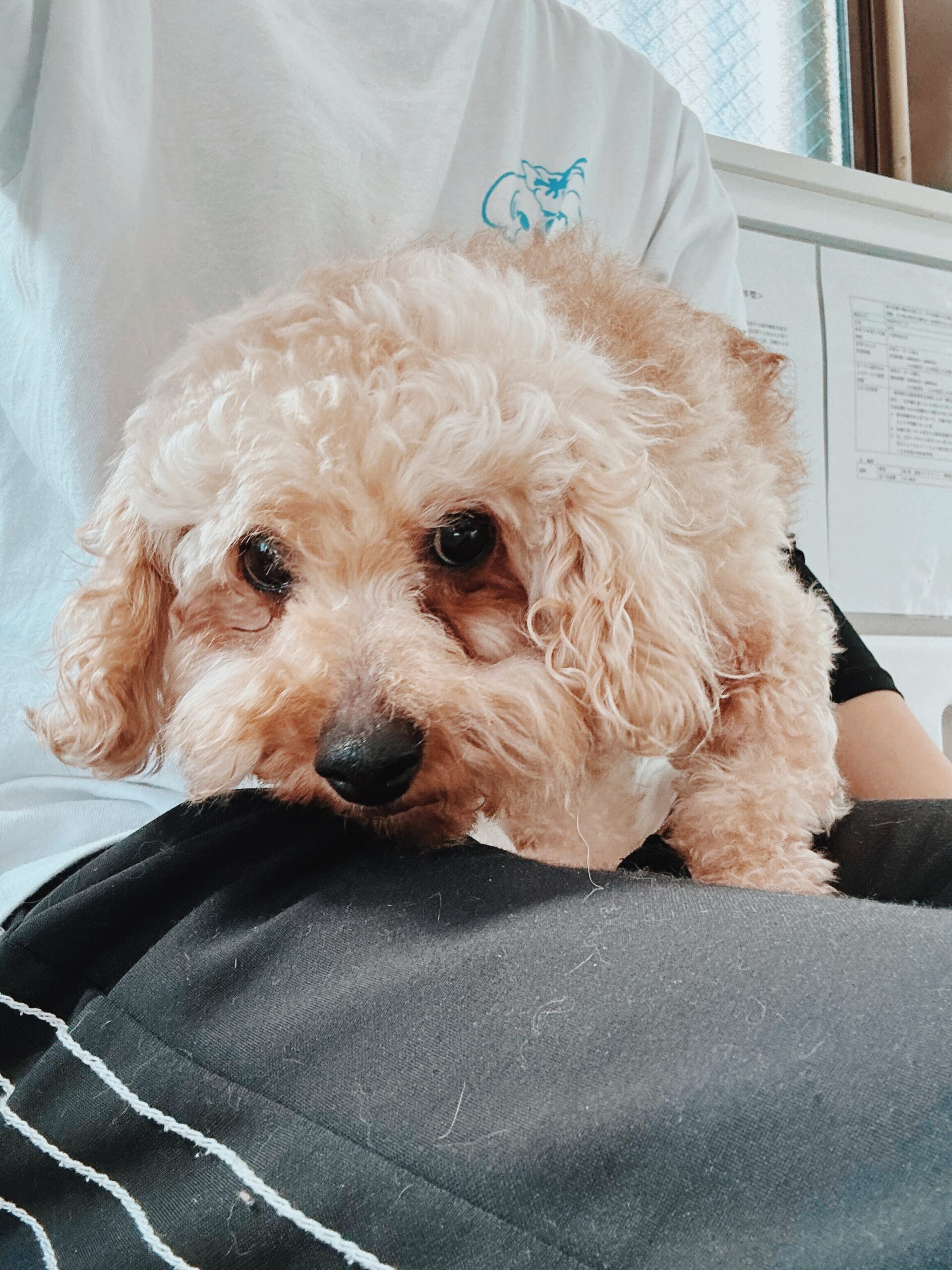 ダーシーの画像2