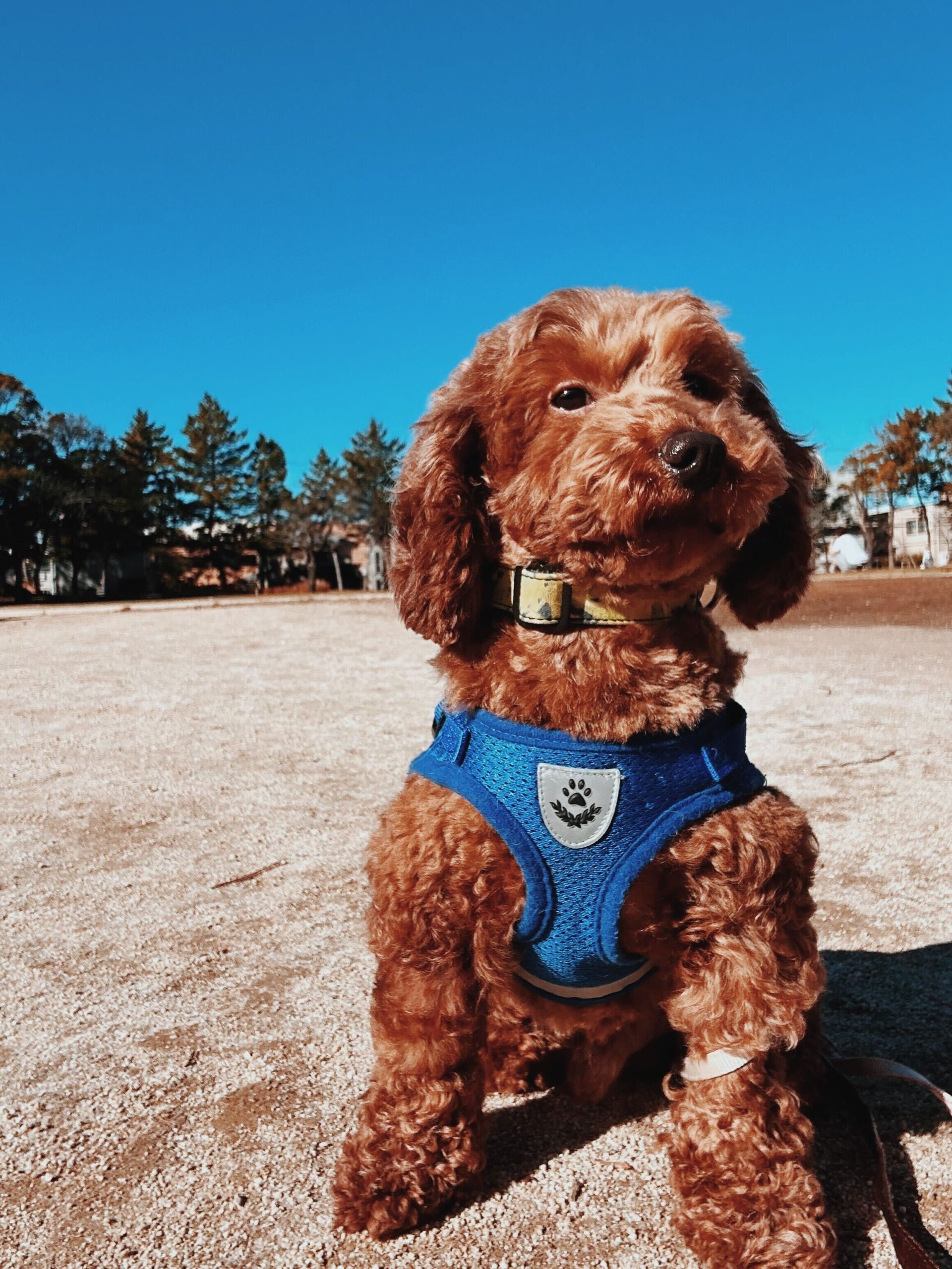 サンディーの画像1