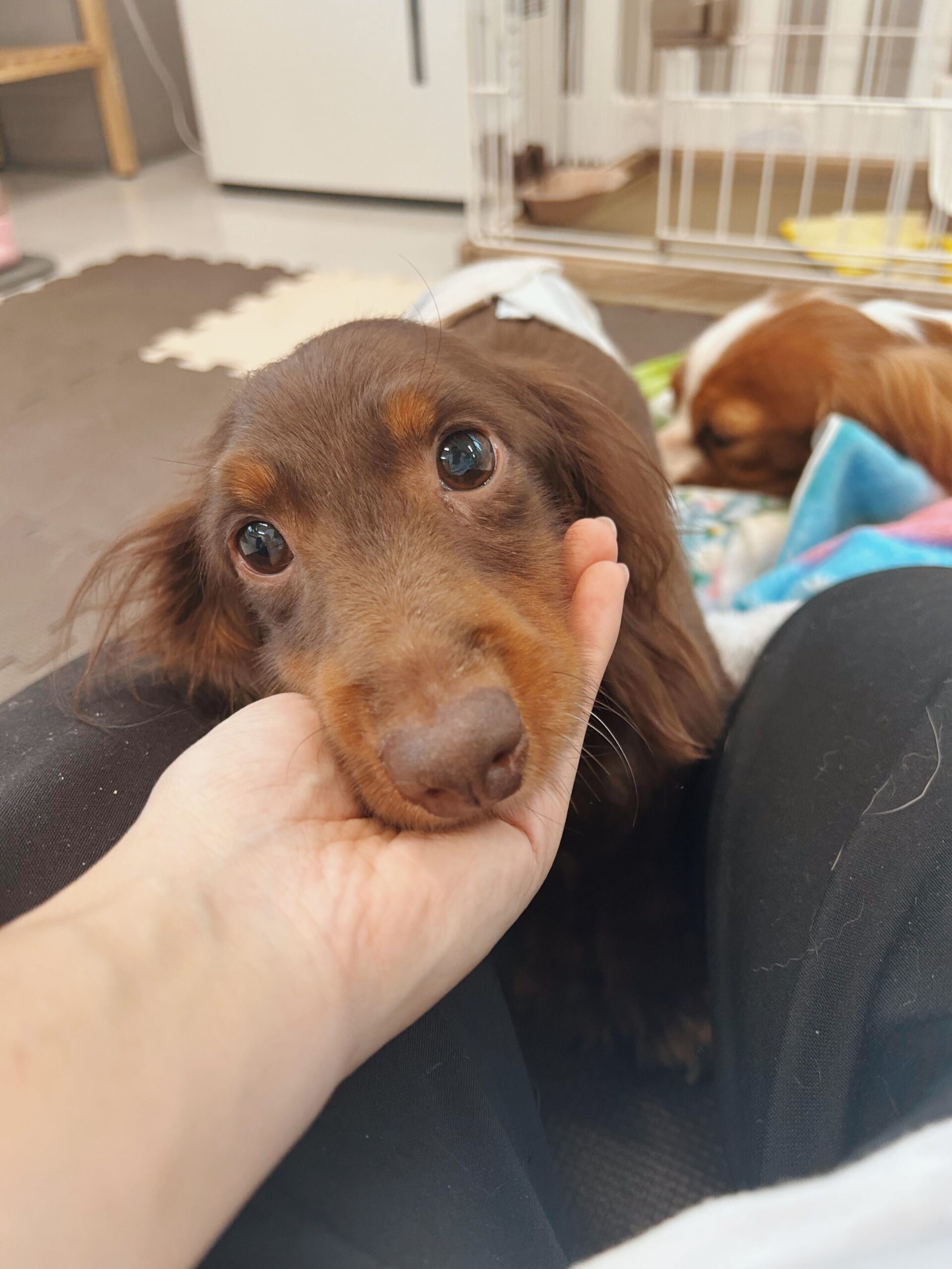 ポリンキーの画像2