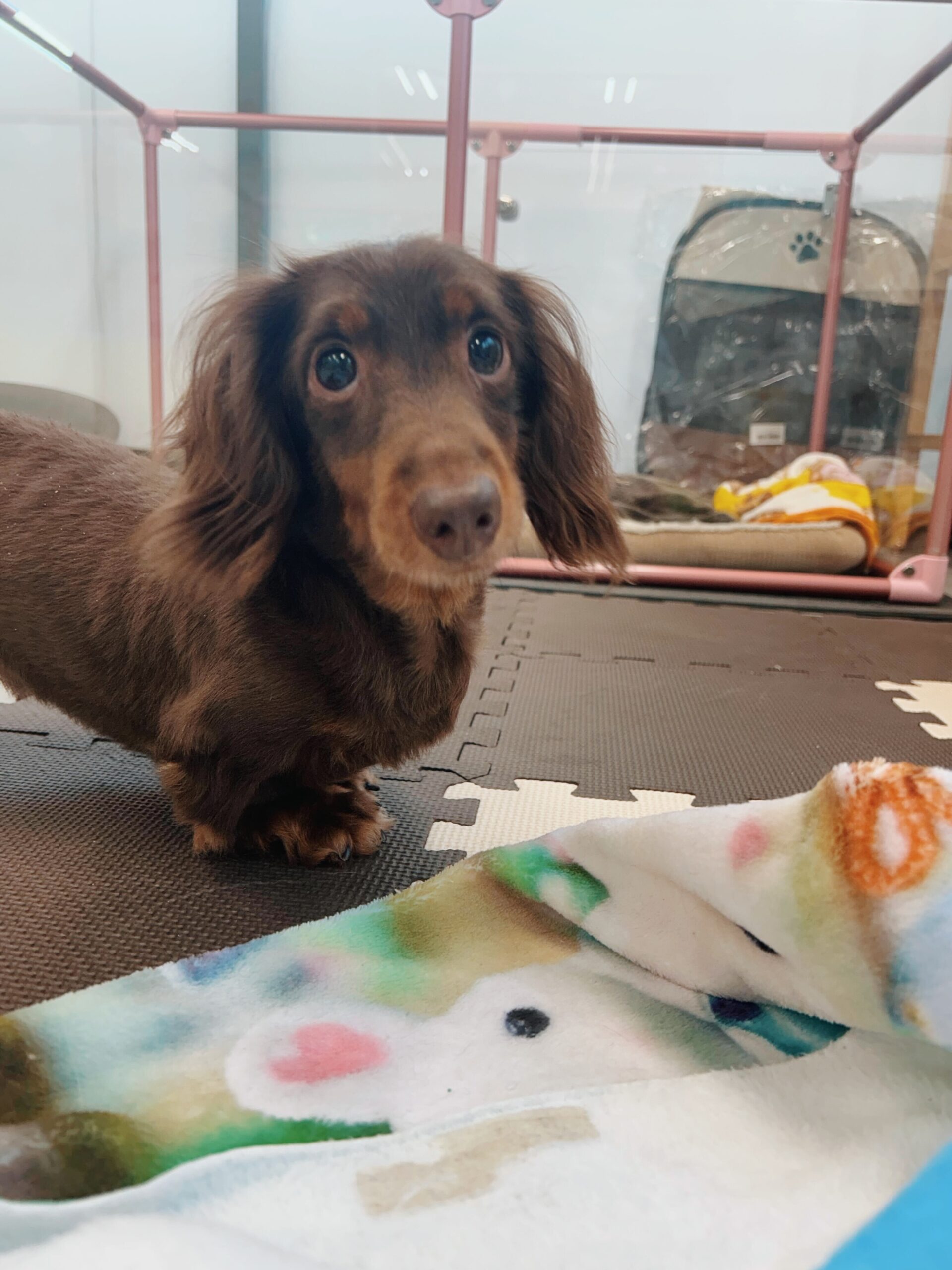 ポリンキーの画像1