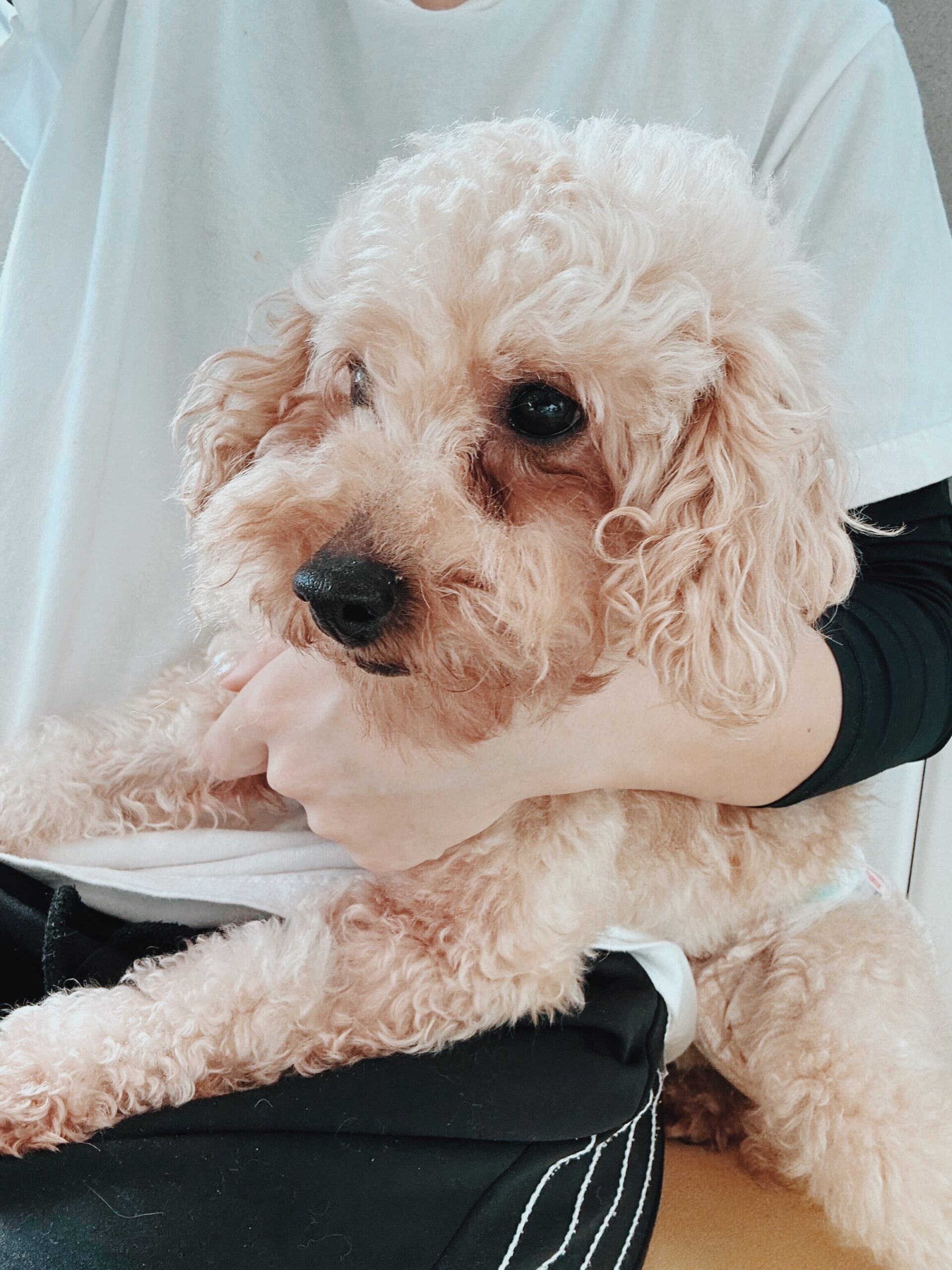 ダーシーの画像3