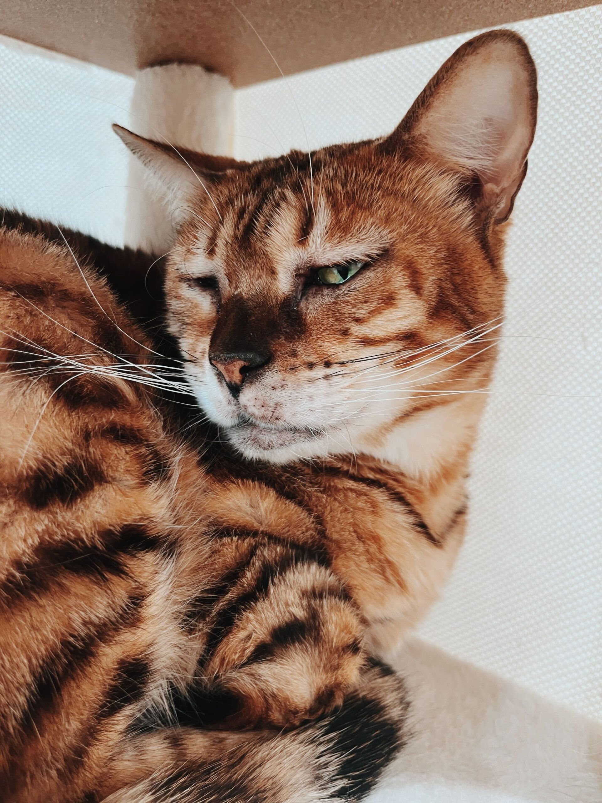 ミルキーの画像2