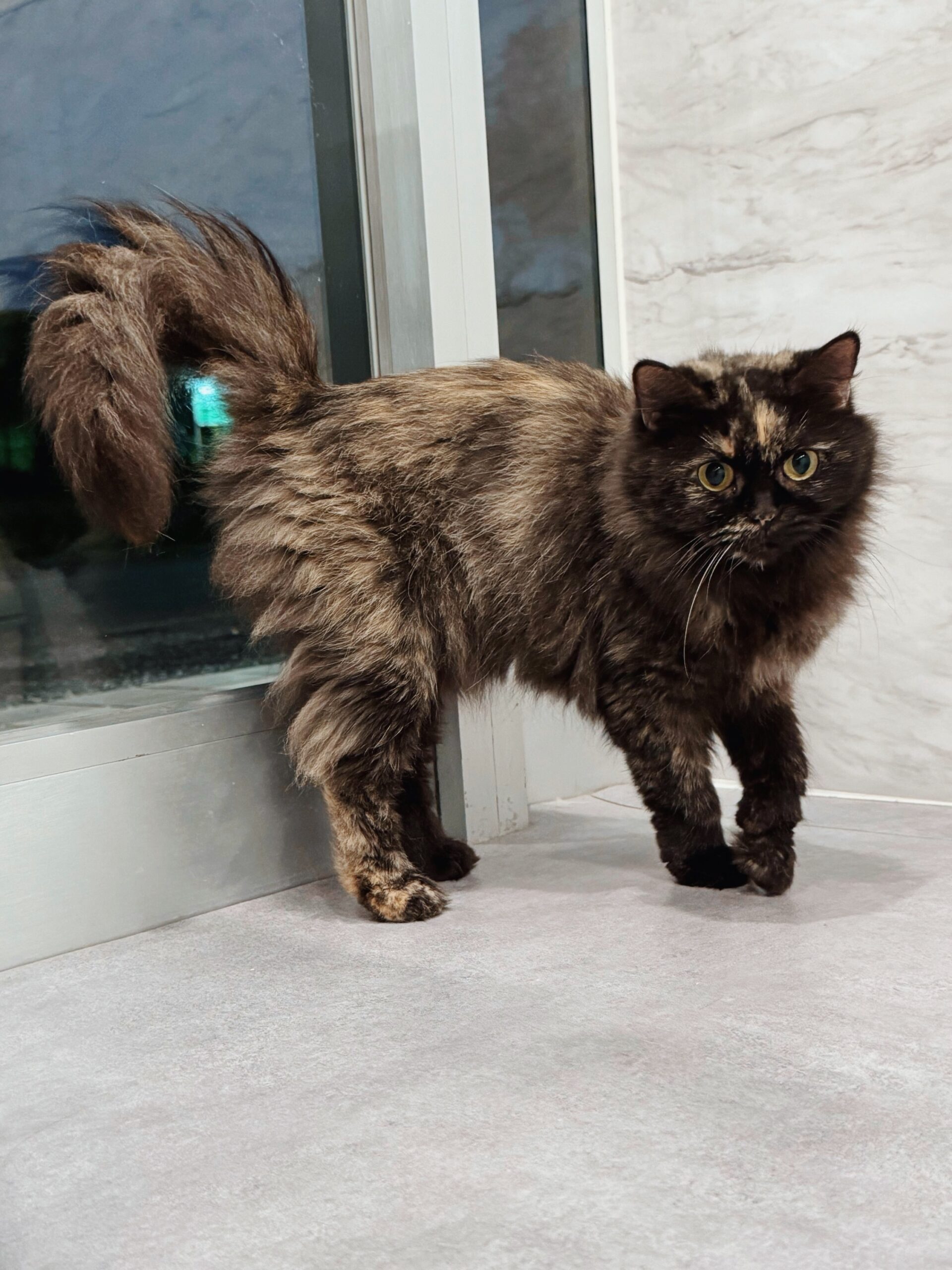 ナノックスの画像1