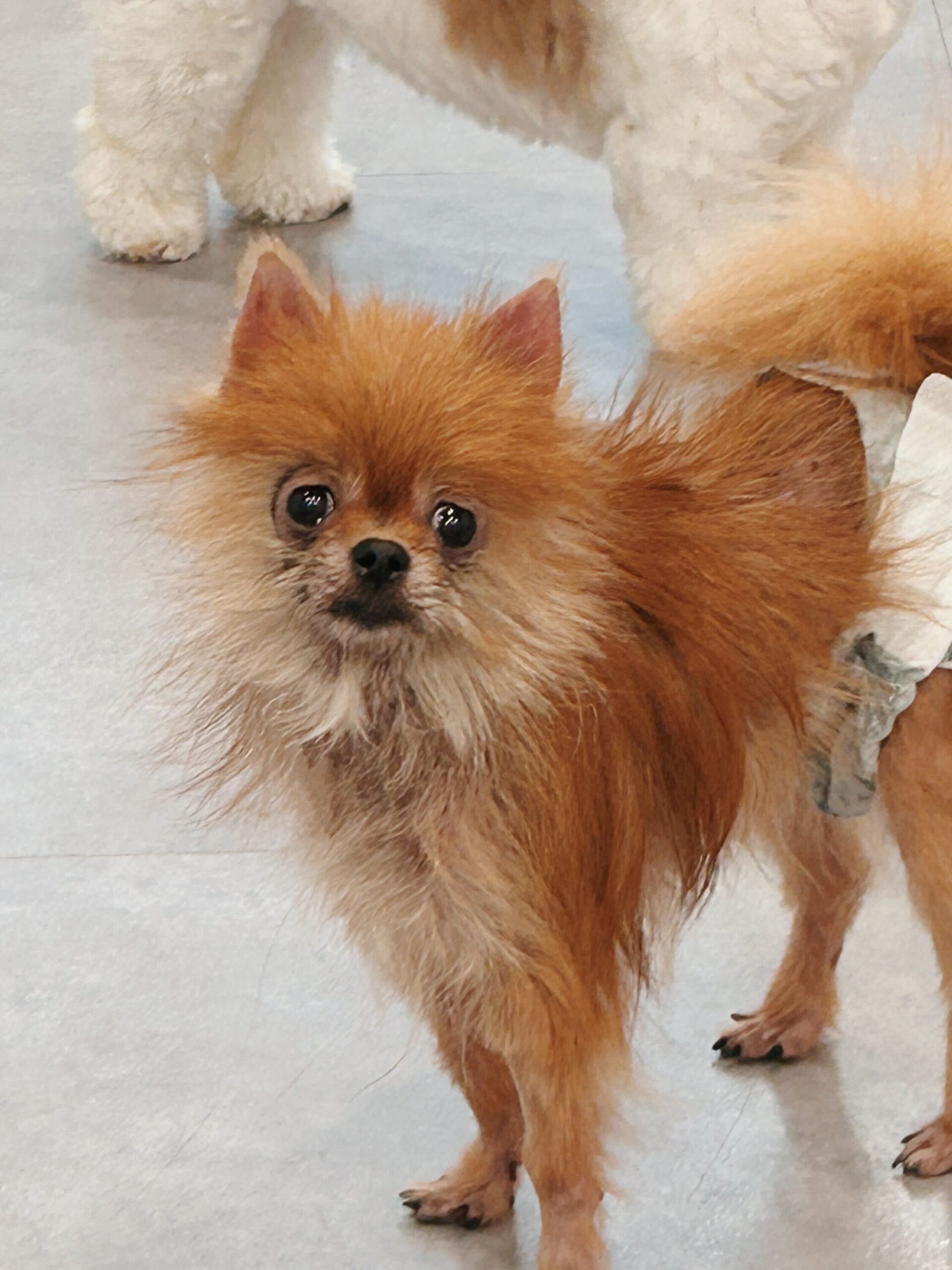 ストラットンの画像3