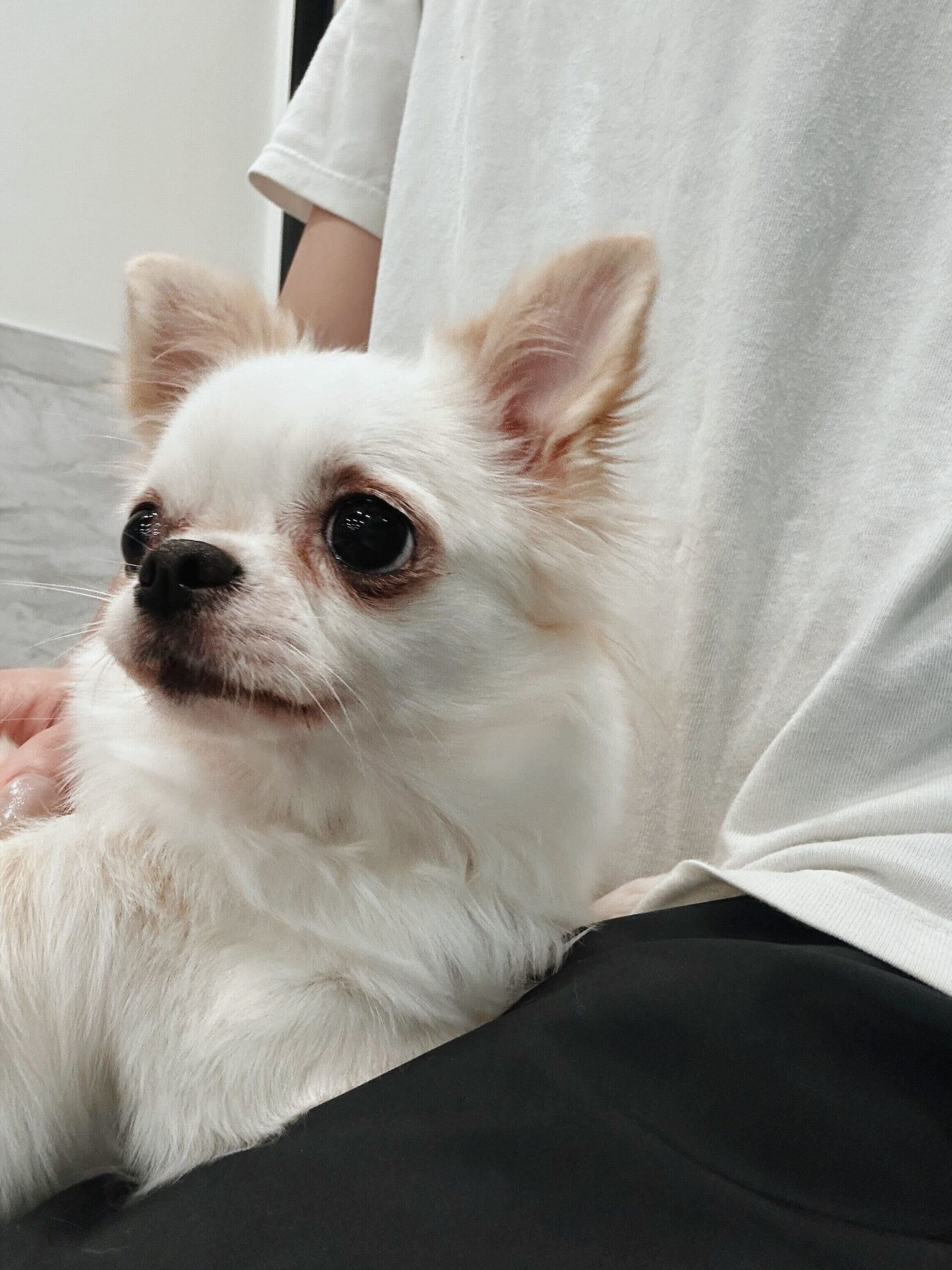 トライネンの画像2