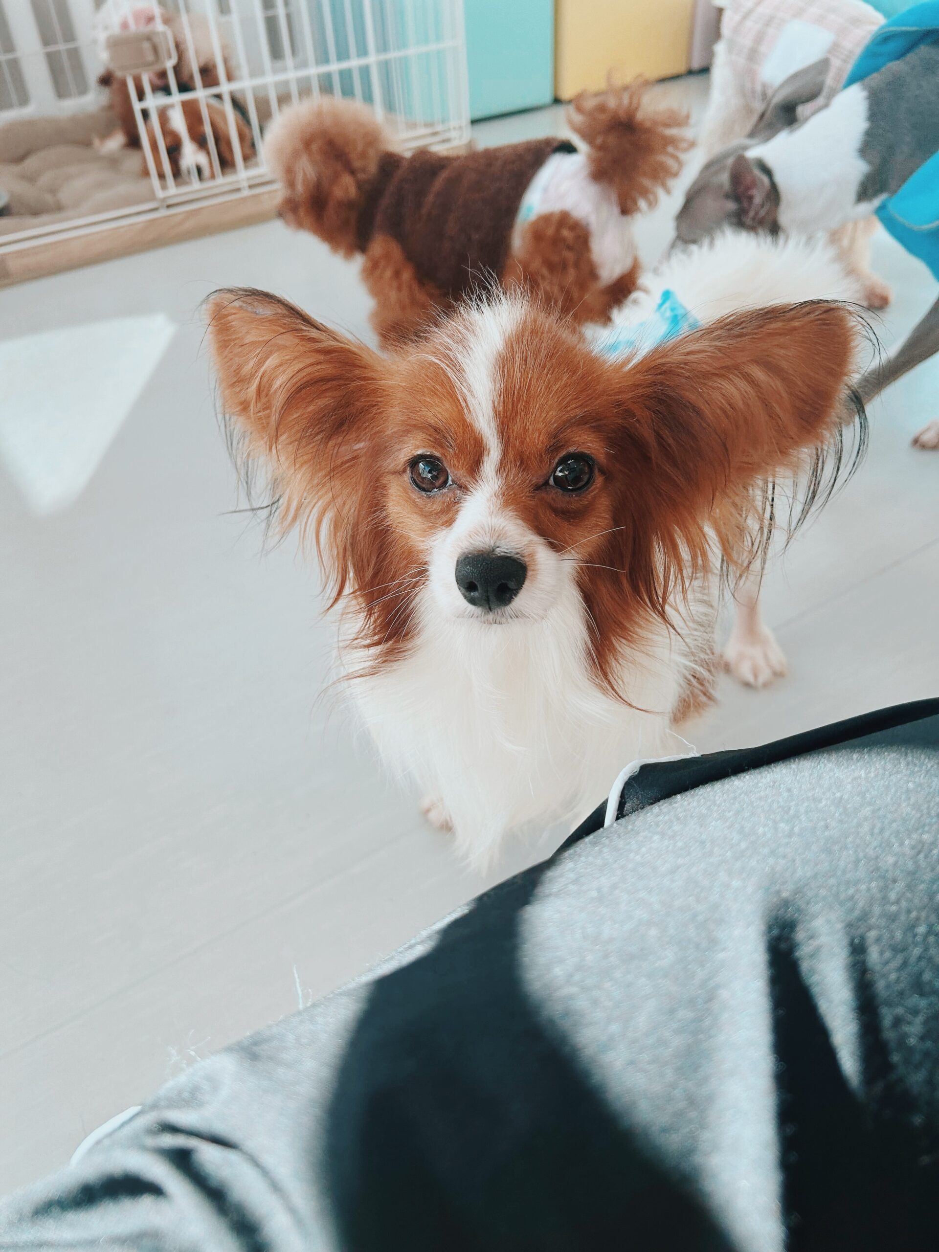 レオパードの画像3