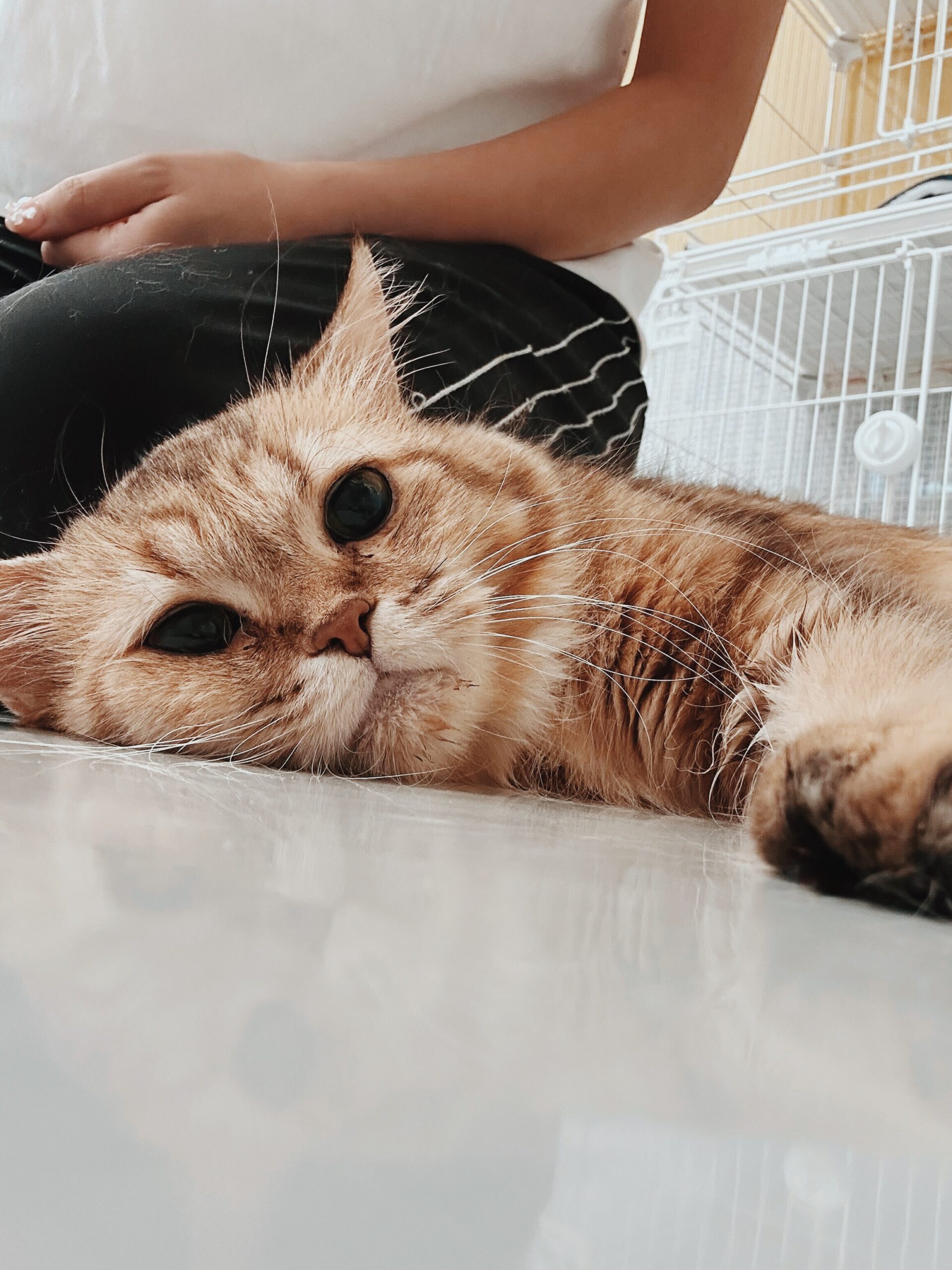 デジャヴュの画像1