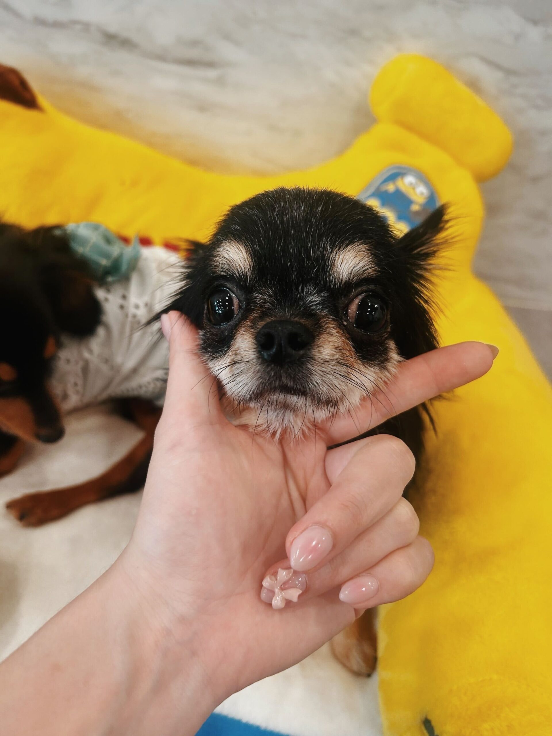 スチュワートの画像2