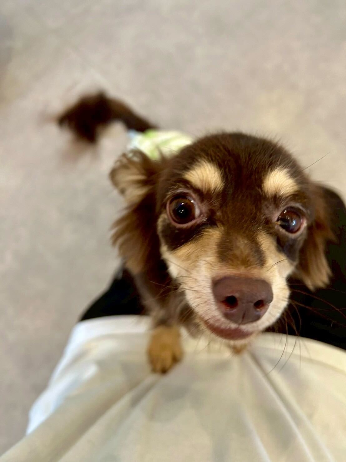 カモミールの画像2