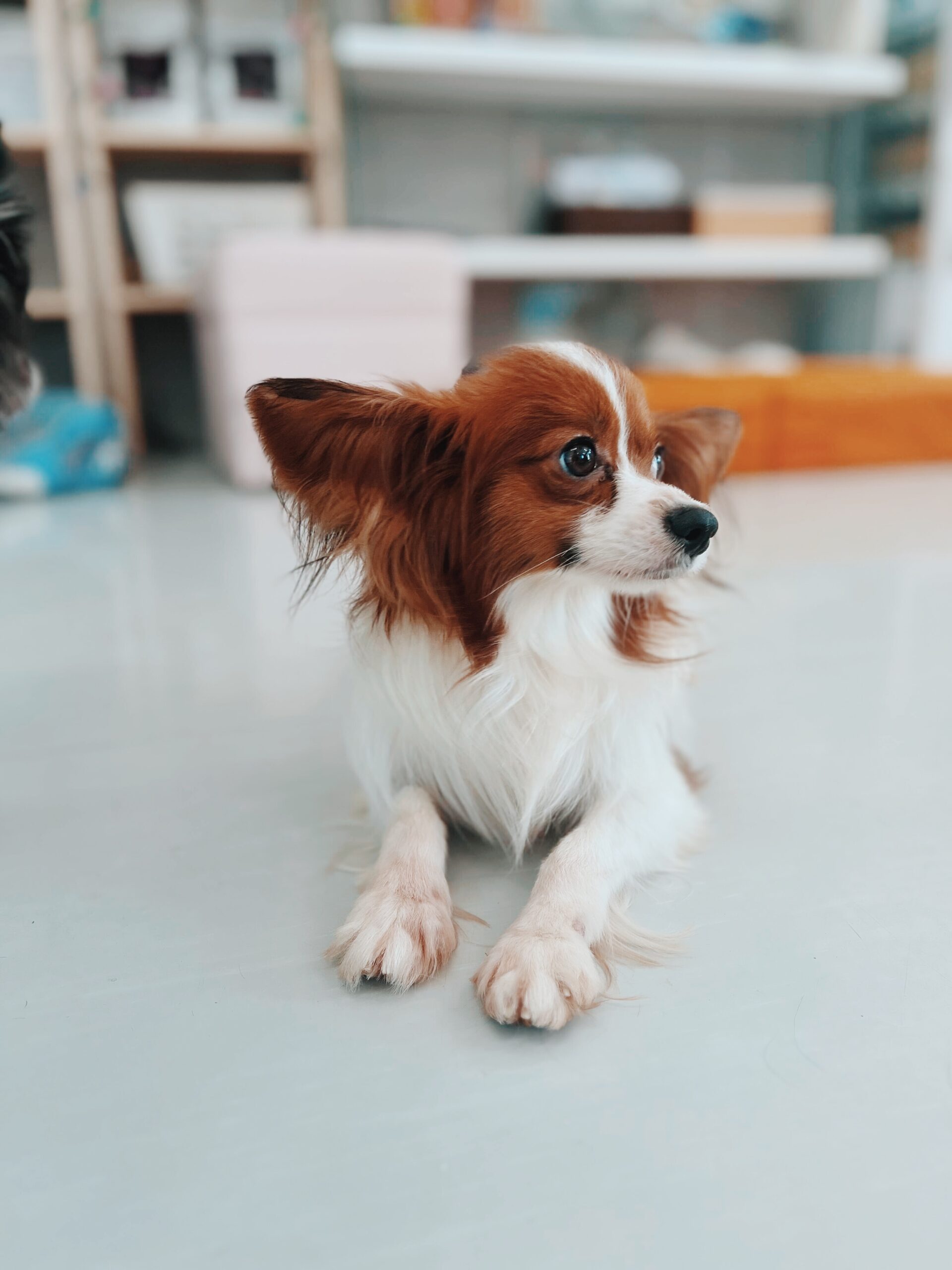 レオパードの画像1