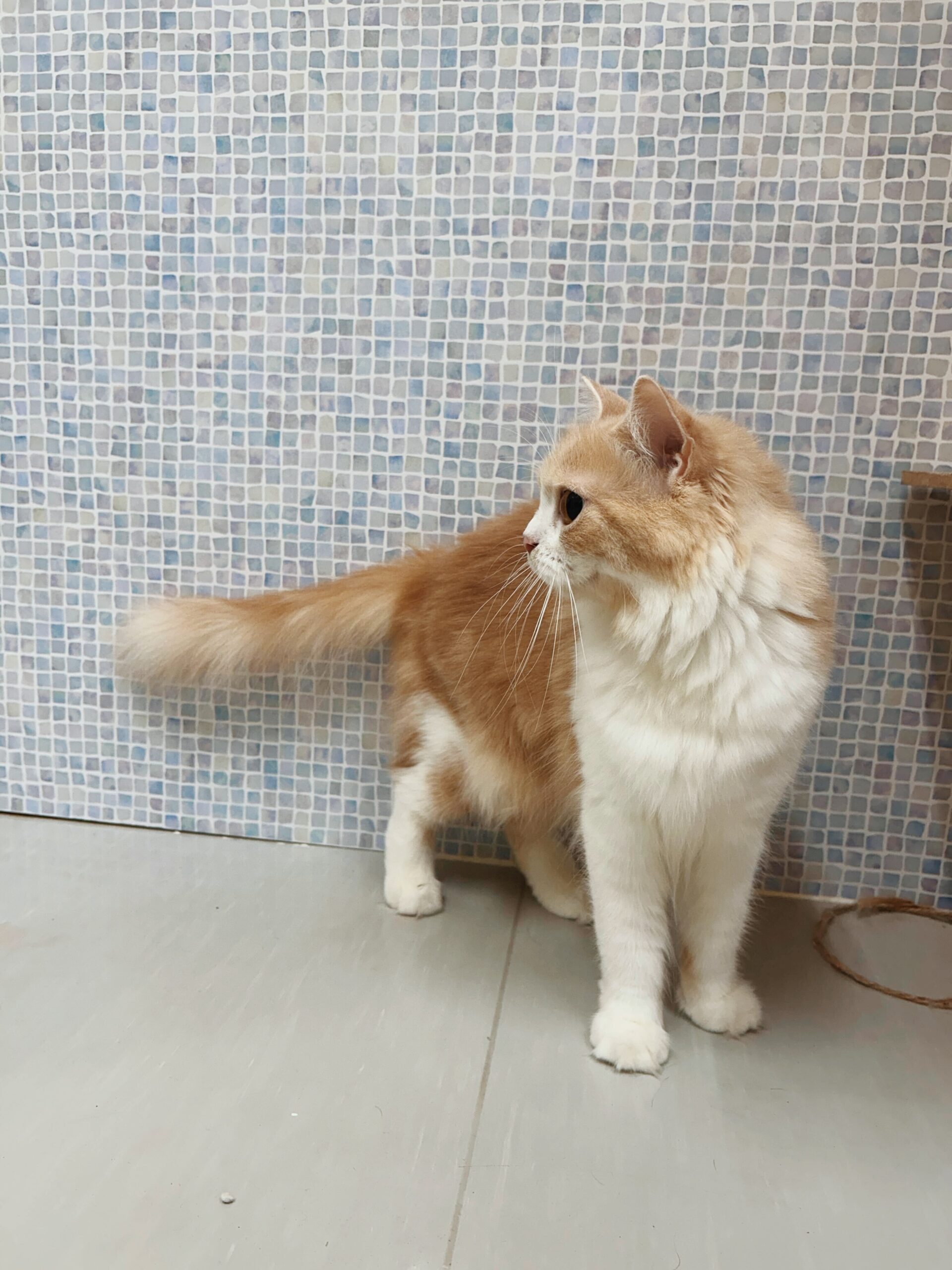 リンメルの画像3