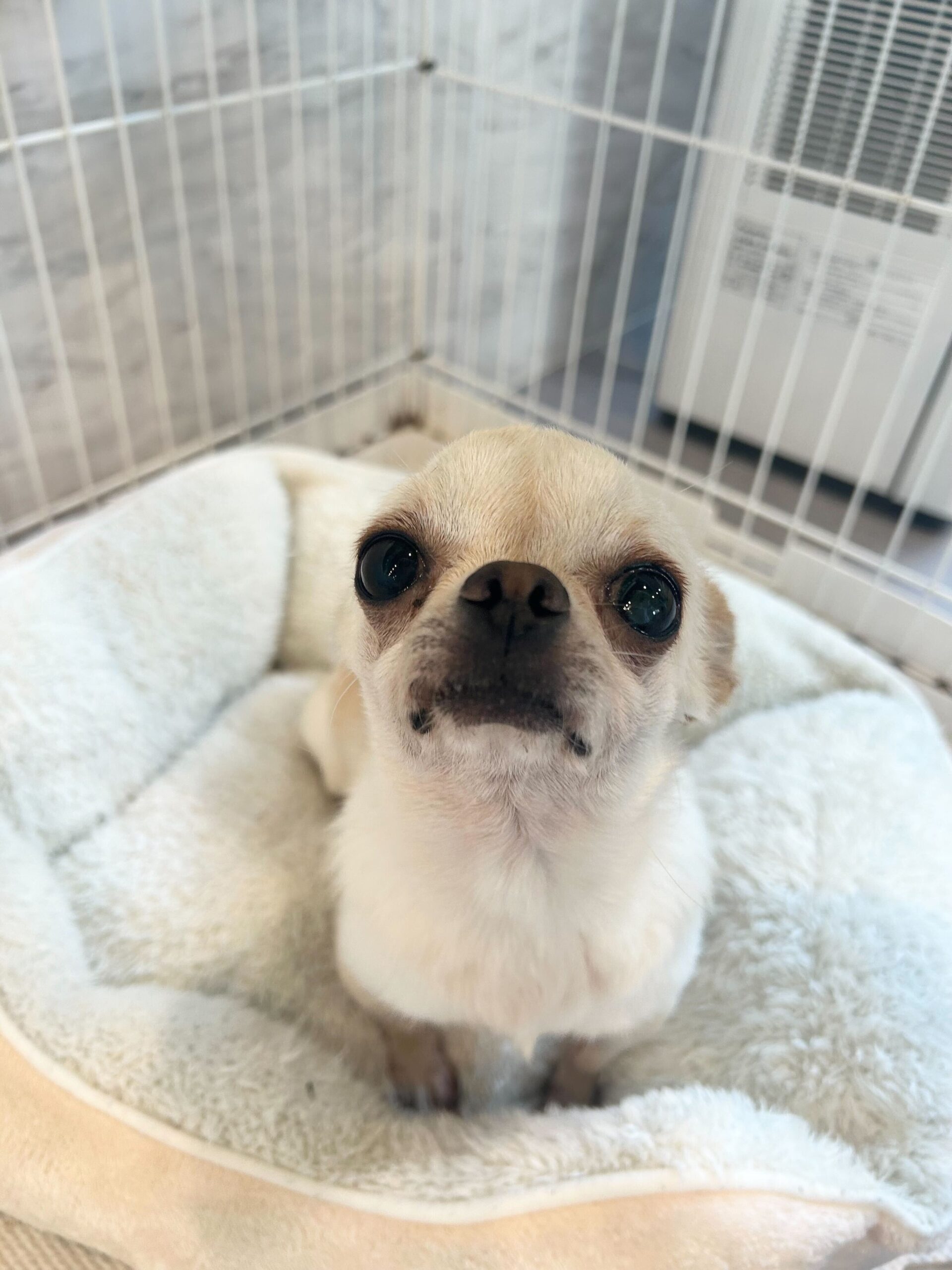 クーヘンの画像1